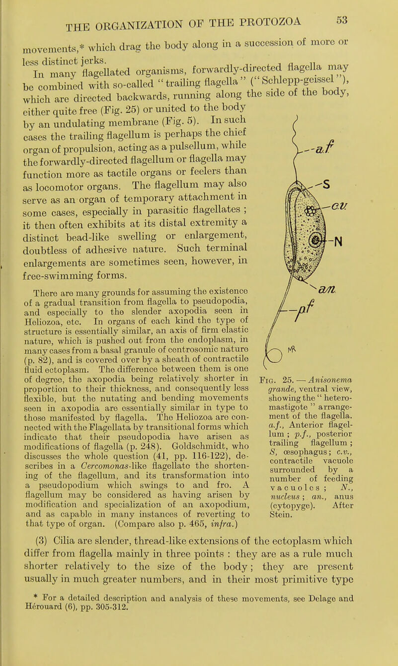 CM movements,* which drag the body along in a succession of more or ^^n'm^y Slated organisms, forwardly-direeted flagella may be combined with so-called trailing fiagella ['PP'f «f which are directed backwards, running along the side of the body, either quite free (Fig. 25) or united to the body by an undulating membrane (Fig. 5). In such cases the trailing flagellum is perhaps the chief organ of propulsion, acting as a iralsellum, while the forwardly-directed flagellum or flagella may function more as tactile organs or feelers than as locomotor organs. The flagellum may also serve as an organ of temporary attachment in some cases, especially in parasitic flagellates ; it then often exhibits at its distal extremity a distmct bead-like swelling or enlargement, doubtless of adhesive nature. Such terminal enlargements are sometimes seen, however, in free-swimming forms. There are many grounds for assuming the existence of a gradual transition from fiagella to pseudopodia, and especially to the slender axopodia seen in Heliozoa, etc. In organs of each kind the type of structure is essentially similar, an axis of firm elastic nature, which is pushed out from the endoplasm, in many cases from a basal granule of centrosomic nature (p. 82), and is covered over by a sheath of contractile fluid ectoplasm. The difference between them is one of degree, the axopodia being relatively shorter in proportion to their thickness, and consequently less flexible, but the nutating and bending movements seen in axopodia are essentially similar in type to those manifested by flagella. The Heliozoa are con- nected with the Flagellata by transitional forms which indicate that their pseudopodia have arisen as modifications of flagella (p. 248). Goldschmidt, who discusses the whole question (41, pp. 116-122), de- scribes in a Cercomonas-\\kQ flagellate the shorten- ing of the flagellum, and its transformation into a pseudopodium which swings to and fro. A flagellum may be considered as having arisen by modification and specialization of an axopodium, and as capable in many instances of reverting to that type of organ. (Compare also p. 465, infra.) (3) Cilia are slender, thread-like extensions of the ectoplasm which differ from flagella mainly in three points : they are as a rule much shorter relatively to the size of the body; they are present usually in much greater numbers, and in their most primitive tj^pe Fig. 25.—Anisonema grande, ventral view, showing the hetero- mastigote arrange- ment of the flagella. a.f., Anterior flagel- lum ; p.f., posterior trailing flagellum ; S, oesophagus; c.v., contractile vacuole surrounded by a number of feeding vacuoles ; N., nucleus ; an., anus (cytoj)yge). After Stein. * For a detailed description and analysis of these movements, sec Delage and Herouard (6), pp. 305-312.