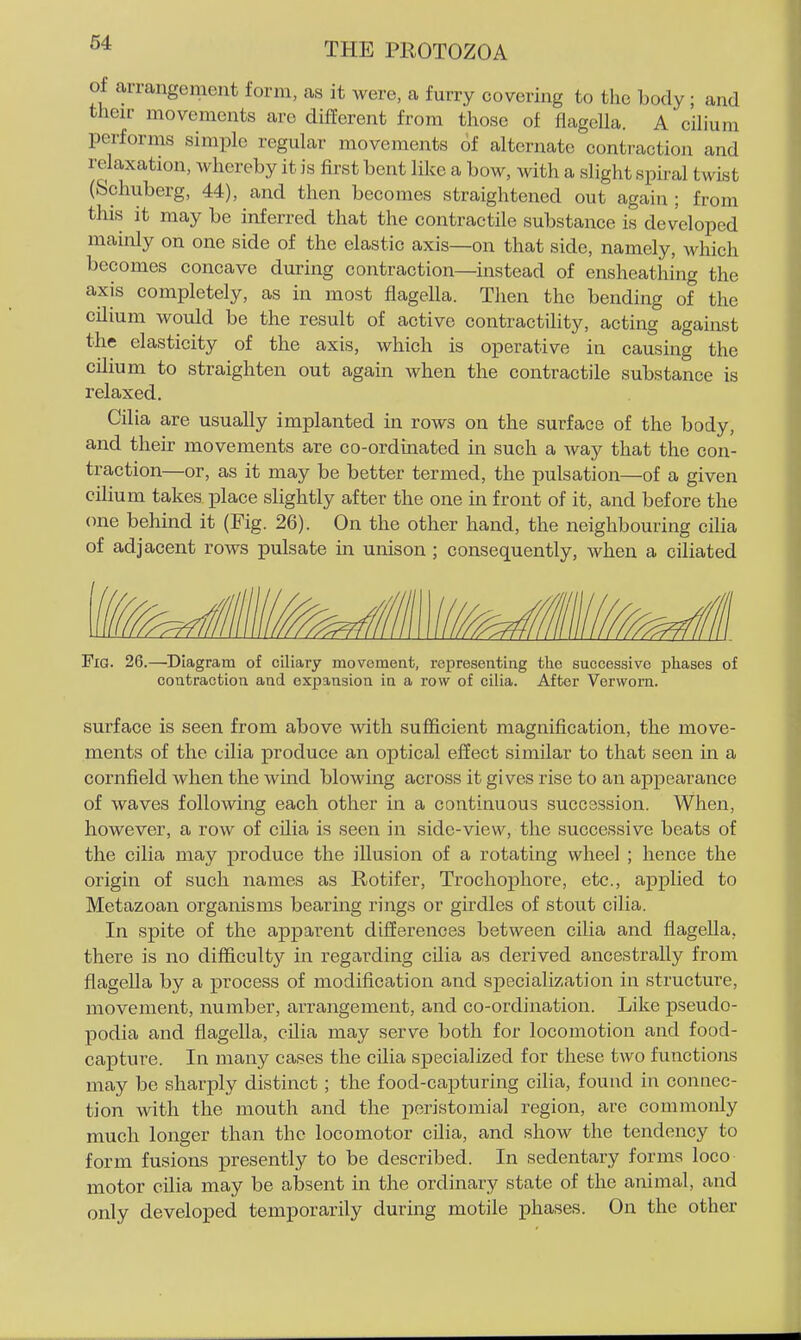 ot arrangement form, as it were, a furry covering to the body • and their movements are different from those of flagcUa. A'c'ihum performs simple regular movements of alternate contraction and relaxation, whereby it is first bent like a bow, wth a slight spiral twist (Schuberg, 44), and then becomes straightened out again ; from this it may be inferred that the contractile substance is developed mainly on one side of the elastic axis—on that side, namely, which becomes concave during contraction—instead of ensheathing the axis completely, as in most flagella. Then the bending of the cilium would be the result of active contractility, acting against the elasticity of the axis, which is operative in causing the cilium to straighten out again when the contractile substance is relaxed. Cilia are usually implanted in rows on the surface of the body, and their movements are co-ordinated in such a way that the con- traction—or, as it may be better termed, the pulsation—of a given cilium takes place slightly after the one in front of it, and before the (me behind it (Fig. 26). On the other hand, the neighbouring cilia of adjacent rows pulsate in unison ; consequently, when a ciliated Fig. 26.—Diagram of ciliary movement, representing tlie successive phases of contraction and expansion in a row of cilia. After Verwom. surface is seen from above with sufficient magnification, the move- ments of the cilia produce an optical effect similar to that seen in a cornfield when the wind blowing across it gives rise to an appearance of waves following each other in a continuous succession. When, however, a row of cilia is seen in side-view, the successive beats of the cilia may produce the illusion of a rotating wheel ; hence the origin of such names as Rotifer, Trochophore, etc., applied to Metazoan organisms bearing rings or girdles of stout cilia. In spite of the appai'ent differences between cilia and flagella, there is no difficult}'^ in regarding cilia as derived ancestrally from flagella by a process of modification and specialization in structure, movement, number, arrangement, and co-ordination. Like pseudo- podia and flagella, cilia may serve both for locomotion and food- capture. In many cases the cilia specialized for these two functions may be sharply distinct; the food-capturing cilia, found in connec- tion with the mouth and the peristomial region, are commonly much longer than the locomotor cilia, and show the tendency to form fusions ]Dresently to be described. In sedentary forms loco motor cilia may be absent in the ordinary state of the animal, and only developed temporarily during motile phases. On the other
