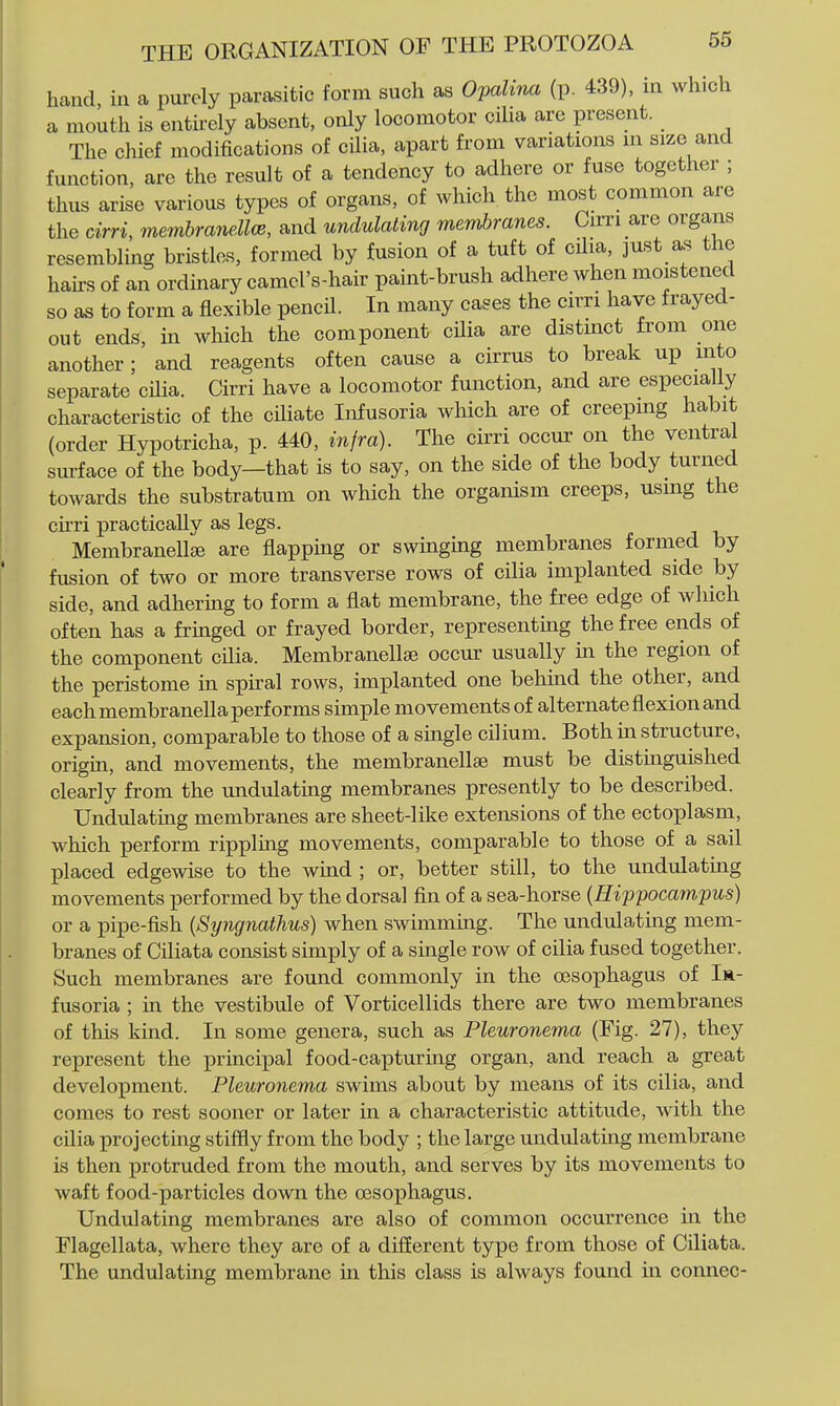 hcand in a purely parasitic form such as Ovalina (p. 439), in which a mouth is entirely absent, only locomotor cilia are present. The chief modifications of cilia, apart from variations m size and function, are the result of a tendency to adhere or fuse together ; thus arise various types of organs, of which the most common are the cirri, membranellce, and undulating membranes. Cim are organs resembling bristles, formed by fusion of a tuft of cilia, just as the hairs of an ordinary camel's-hair paint-brush adhere when moistened so as to form a flexible pencil. In many cases the cirri have frayed- out ends, m which the component cilia are distinct from one another ; and reagents often cause a cirrus to break up into separate cilia. Cirri have a locomotor function, and are especially characteristic of the ciliate Infusoria which are of creepmg habit (order Hypotricha, p. 440, infra). The cirri occur on the ventral sm-face of the body—that is to say, on the side of the body turned towards the substratum on which the organism creeps, using the cu-ri practically as legs. Membranellee are flapping or swinguig membranes formed by fusion of two or more transverse rows of cilia implanted side by side, and adhermg to form a flat membrane, the free edge of which often has a frmged or frayed border, representmg the free ends of the component cilia. Membranellae occur usually in the region of the peristome in spu-al rows, implanted one behind the other, and each membranella performs simple movements of alternate flexion and expansion, comparable to those of a smgle cilium. Both in structure, origm, and movements, the membranellae must be distmguished clearly from the undulating membranes presently to be described. Undulating membranes are sheet-like extensions of the ectoplasm, which perform rippling movements, comparable to those of a sail placed edgewise to the wmd ; or, better still, to the undulatmg movements performed by the dorsal fin of a sea-horse {Hippocampus) or a pipe-fish (Syngnathus) when swimmuig. The undulating mem- branes of Ciliata consist simply of a single row of cilia fused together. Such membranes are found commonly in the oesophagus of In- fusoria ; in the vestibule of Vorticellids there are two membranes of this kind. In some genera, such as Pleuronema (Fig. 27), they represent the princixDal food-capturing organ, and reach a great development. Pleuronema swims about by means of its cilia, and comes to rest sooner or later in a characteristic attitude, with the cilia projecting stiffly from the body ; the large undulatmg membrane is then protruded from the mouth, and serves by its movements to waft food-particles down the 03Sophagus. Undulating membranes are also of common occurrence in the Flagellata, where they are of a different type from those of Ciliata. The undulating membrane in this class is always found m connec-