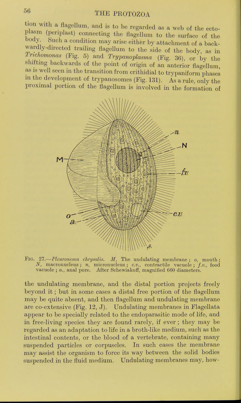 tion ,vith a flagellum, and is to be regarded as a web of the ecto- plasm (periplast) connecting the flagellum to the surface of the oocly feuch a condition may arise either by attachment of a back- wardly-dn-ected trailing flagellum to the side of the body, as in Inchomonas (Fig. 5) and Trypanoplasma (Fig. 36), or by the shiftmg backwards of the point of origin of an anterior flagellum as IS well seen in the transition from crithidial to trypaniform phases an the development of trypanosomes (Fig. 131). As a rule, only the proximal portion of the flagellum is uavolved in the formation of Fig. 27.—Pleuronema chrysalis. M, The undulating membrane ; o, mouth; N, macronucleus; n, micronucleus; c.v., contractile vacuole ; f.v., food vacuole ; a., anal pore. After SchewiakofF, magnified 660 diameters. the undulating membrane, and the distal portion projects freely beyond it; but in some cases a distal free portion of the flagellum may be quite absent, and then flagellum and undulating membrane are co-extensive (Fig. 12, J). Undulating membranes in Flagellata appear to be specially related to the endoparasitic mode of life, and in free-living species they are found rarely, if ever ; they may be regarded as an adaptation to life in a broth-like medium, such as the intestinal contents, or the blood of a vertebrate, containing many suspended particles or corpuscles. In such cases the membrane may assist the organism to force its way between the solid bodies suspended in the fluid medium. Undulating membranes may, how-