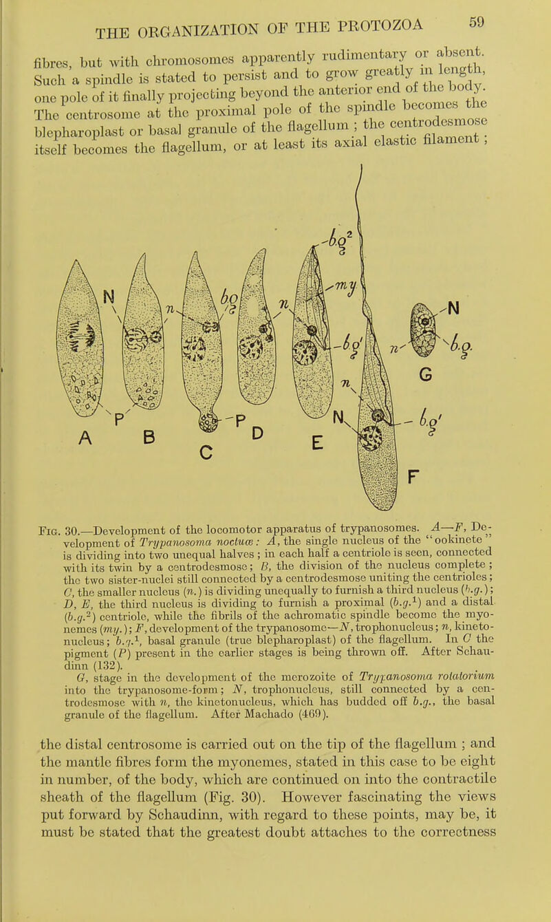 fibres, but with chromosomes apparently rudimentary or ab ent Such a spindle is stated to persist and to grow greatly i length, one pole of it finally projecting beyond the anterior end of the body The centrosome at the proximal pole of the spmdle becomes the blephLplast or basal gJanule of the flagellum ; the centrod-^^^^^ itself becomes the flagellum, or at least its axial elastic filament, Fig. 30.—Development of the locomotor apparatus of trypanosomes. ^ A—F, De- velopment of Trypanosoma nocluw: A, the single nucleus of the ookinete is dividing into two unequal halves ; in each half a centriole is seen, connected -with its twin by a centrodesmose; B, the division of the nucleus complete ; the two sister-nuclei still connected by a centrodesmose uniting the centrioles; C, the smaller nucleus (n.) is dividing unequally to furnish a third nucleus (''.£7-) 5 D, E, the third nucleus is dividing to furnish a proximal and a distal {h.g.~) centriole, while the fibrils of the achromatic spindle become the myo- nemes (mij.);F, development of the trypanosome—iV, trophonucleus; n, kineto- nucleus; 6.7.^, basal granule (true blepharoplast) of the flagellum. In G the pigment (P) present in the earlier stages is being thrown off. After Schau- dinn (132). 0, stage in the development of the mcrozoite of Tri/fanosoma rolalorium into the trypanosome-form; N, trophonucleus, still connected by a cen- trodesmose with M, the kinctonucleus, which has budded off h.g., the basal granule of the flagellum. After Machado (469). the distal centrosome is carried out on the tip of the flagellum ; and the mantle fibres form the myonemes, stated in this case to be eight in number, of the body, which are continued on into the contractile sheath of the flagellum (Fig. 30). However fascinating the views put forward by Schaudinn, with regard to these points, may be, it must be stated that the greatest doubt attaches to the correctness