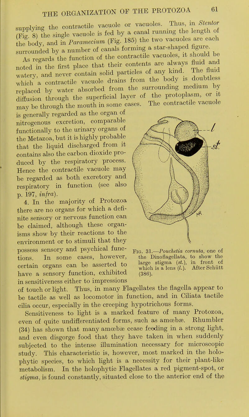 supplying the contractile vacuole or vacuoles. Thus, in Stentor 8) the single vacuole is fed by a canal running the length of he'body, and in Paramecium (Fig. 185) the two vacuoles are each surround^ by a number of canals forming a star-shaped figure. As regards the function of the contractile vacuoles, it should be noted i^ the first place that their contents are always fluid and watery, and never contain solid particles of any land. The fluid which a contractile vacuole drains from the body is doubtless replaced by water absorbed from the surrounding medmm by diffusion tlH-ough the superficial layer of the protoplasm, or it may be tlii-ough the mouth in some cases. The contractile vacuole is generally regarded as the organ of nitrogenous excretion, comparable functionally to the urinary organs of the Metazoa, but it is highly probable that the liquid discharged from it contains also the carbon dioxide pro- duced by the respiratory process. Hence the contractile vacuole may be regarded as both excretory and respiratory in function (see also p. 197, infra). 4. In the majority of Protozoa there are no organs for which a defi- nite sensory or nervous function can be claimed, although these organ- isms show by their reactions to the environment or to stimuli that they possess sensory and psychical func- tions. In some cases, however, certain organs can be asserted to have a sensory function, exhibited in sensitiveness either to impressions of touch or light. Thus, in many Flagellates the flagella appear to be tactile as well as locomotor in function, and in Ciliata tactile cilia occur, especially in the creeping hypotrichous forms. Sensitiveness to light is a marked feature of many Protozoa, even of quite undifferentiated forms, such as amoebse. Rhumbler (34) has shown that many amoebse cease feeding in a strong light, and even disgorge food that they have taken in when suddenly subjected to the intense illumination necessary for microscopic study. This characteristic is, however, most marked in the holo- phytic species, to which light is a necessity for their plant-like metabolism. In the holophytic Flagellates a red pigment-spot, or stigma, is found constantly, situated close to the anterior end of the Fig. 31.—Pouchetia cornuta, one of the Dinoflagellata, to show the large stigma (st.), in front of which is a lens {L). After Schiitt (386).