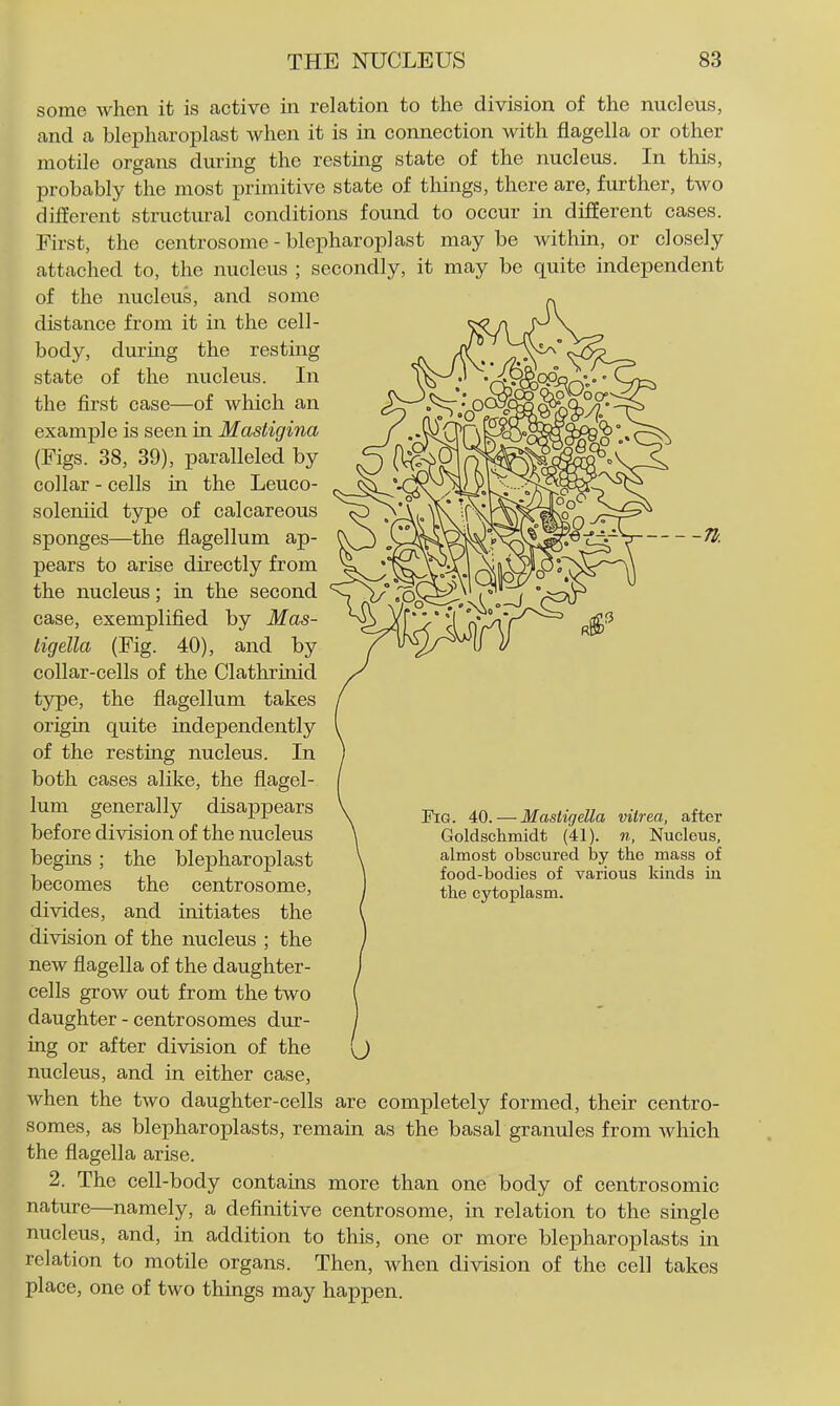 some when it is active in relation to the division of the nucleus, and a blepharoplast when it is in connection with flagella or other motile organs during the resting state of the nucleus. In this, probably the most primitive state of things, there are, further, two different structural conditions found to occur in different cases. First, the centrosome - blepharoplast maybe within, or closely attached to, the nucleus ; secondly, it may be quite independent of the nucleus, and some distance from it in the cell- body, during the resting state of the nucleus. In the first case—of which an example is seen in Mastigina (Figs. 38, 39), paralleled by collar - cells in the Leuco- soleniid type of calcareous sponges—the flagellum ap- pears to arise directly from the nucleus; in the second case, exemplified by Mas- tigella (Fig. 40), and by collar-cells of the Clathrinid type, the fiagellum takes origin quite independently of the resting nucleus. In both cases alike, the flagel- lum generally disappears before division of the nucleus begins; the blepharoplast becomes the centrosome, divides, and initiates the division of the nucleus ; the new flagella of the daughter- cells grow out from the two daughter - centrosomes dur- ing or after division of the (j nucleus, and in either case, when the two daughter-cells are completely formed, their centro- somes, as blepharoplasts, remain as the basal granules from which the flagella arise. 2. The cell-body contains more than one body of centrosomic nature—namely, a definitive centrosome, in relation to the single nucleus, and, in addition to this, one or more blepharoplasts in relation to motile organs. Then, when division of the cell takes place, one of two things may happen. ^.-S n. Tha. 40. — Mastigella vitrea, after Goldschmidt (41). n, Nucleus, almost obscured hy the mass of food-bodies of various kinds in the cytoplasm.