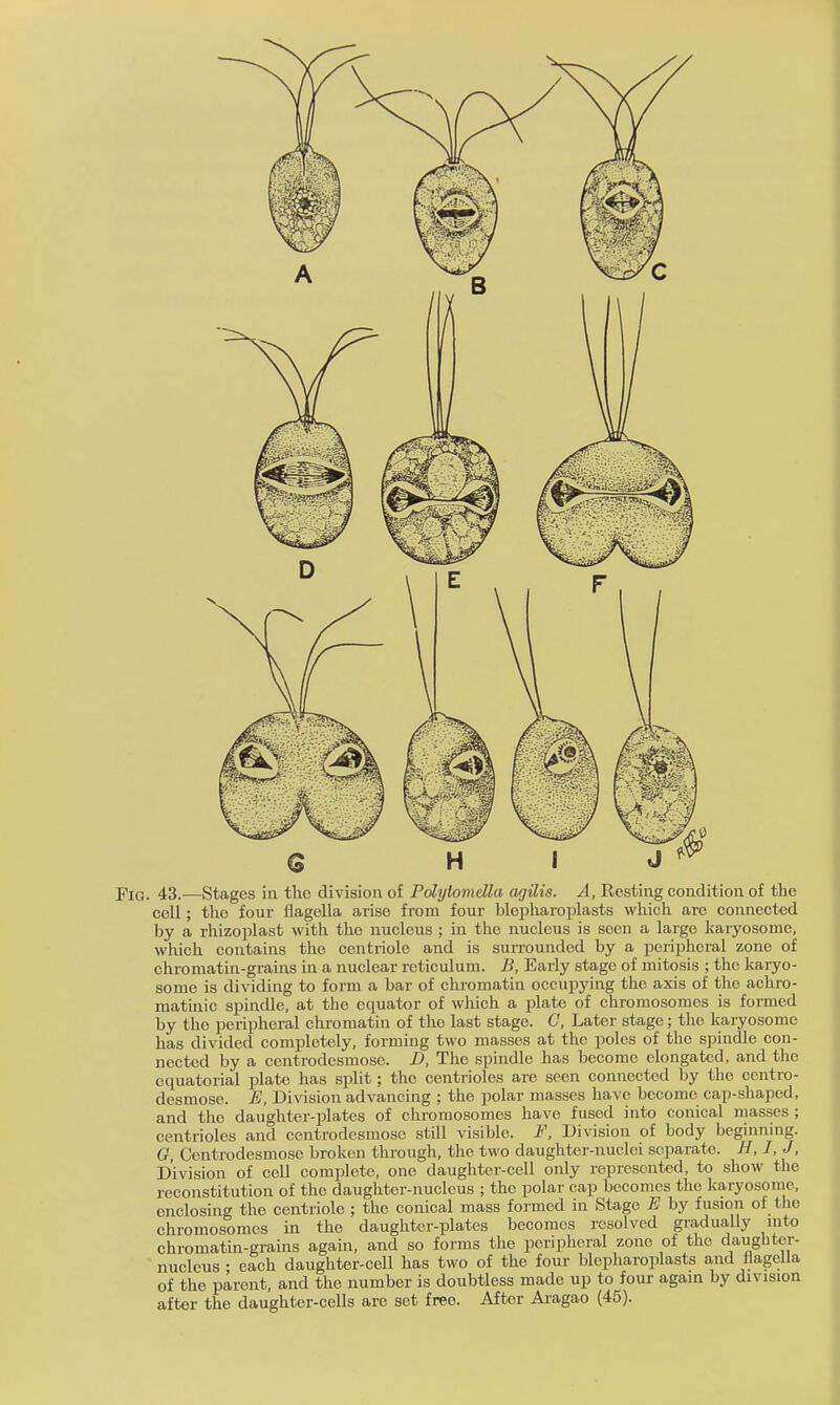 cell; the four flagolla arise from four blepharoplasts which arc connected by a rhizoplast with the nucleus ; in the nucleus is seen a largo karyosome, which contains the centriolc and is surrounded by a peripheral zone of chromatin-grains in a nuclear reticulum. B, Early stage of mitosis ; the karyo- some is dividing to form a bar of chromatin occupying the axis of the achro- matinic spindle, at the equator of which a plate of chromosomes is formed by the peripheral chromatin of the last stage. C, Later stage; the karyosome has divided completely, forming two masses at the poles of the spindle con- nected by a centrodesmose. D, The spindle has become elongated, and the equatorial plate has split; the centrioles are seen connected by the centro- desmose. E. Division advancing ; the polar masses have become cap-shaped, and the daughter-plates of chromosomes have fused into conical masses ; centrioles and centrodesmose still visible. F, Division of body beginning. 0, Centrodesmose broken through, the two daughter-nuclei separate. H, I, J, Division of cell complete, one daughter-cell only represented, to show the reconstitution of the daughter-nucleus ; the polar cap becomes the Icaryosome, enclosing the centriole ; the conical mass formed in Stage E by fusion of tlie chromosomes in the daughter-plates becomes resolved gradually into chromatin-grains again, and so forms the peripheral zone of the daughter- nucleus • each daughter-cell has two of the four blepharoplasts and flagella of the parent, and the number is doubtless made up to four agani by division after the daughter-cells are set free. After Aragao (45).