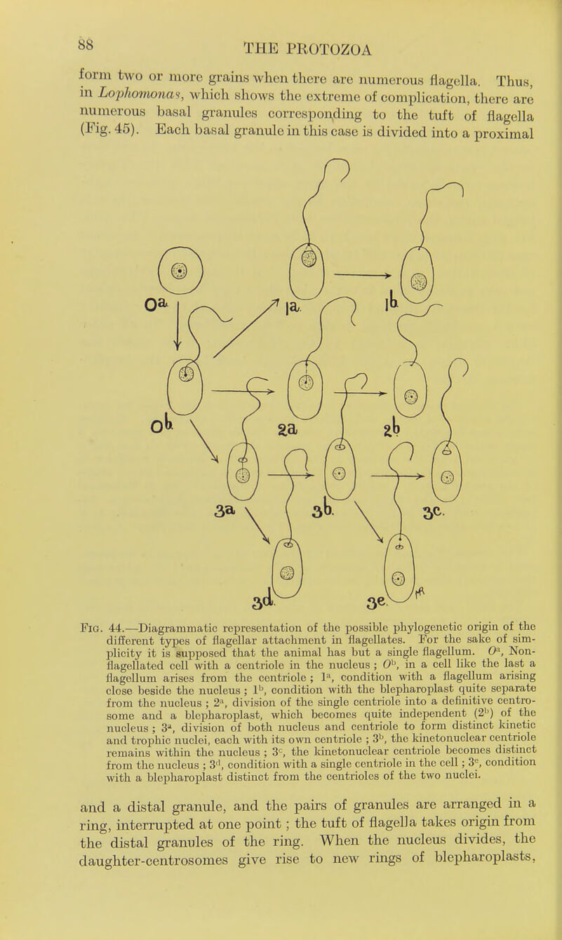 form two or more grains when there are numerous flagella. Thus, in Lopho7nona% Avhich shows the extreme of complication, there are numerous basal granules corresponding to the tuft of flagella (Fig. 45). Each basal granule in this case is divided into a proximal Fig. 44.—Diagrammatic representation of the possible phylogenetic origin of the different tyi^es of flagellar attachment in flagellates. For the sake of sim- plicity it is supposed that the animal has but a single flagellum. 0, Non- flagellated cell with a centriole in the nucleus ; 0^, in a cell like the last a flagellum arises from the centriole ; condition with a flagellum arisuig close beside the nucleus ; 1'', condition with the blepharoplast quite separate from the nucleus ; 2, division of the single centriole into a definitive centro- some and a blepharoplast, which becomes quite independent (2'') of the nucleus ; 3*, division of both nucleus and centriole to form distinct kinetic and trophic nuclei, each with its own centriole ; the kinetonuclear centriole remains within the nucleus ; 3S the kinetonuclear centriole becomes distinct from the nucleus ; 3', condition with a single centriole in the cell; 3^ condition with a blepharoplast distinct from the centrioles of the two nuclei. and a distal granule, and the pairs of granules are arranged in a ring, interrupted at one point ; the tuft of flagella takes origin from the distal granules of the ring. When the nucleus divides, the daughter-centrosomes give rise to new rmgs of blepharoplasts,