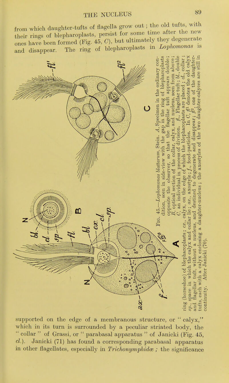 from which daughtei-tufts of flagella grow out ; the old tufts, with then- rings of blepharoplasts, persist for some tjme after the new ones have been formed (Fig. 45, G), but ultimately they degenerate and disappear. The ring of blepharoplasts m Lophomonas is supported on the edge of a membranous structure, or  calyx, which in its turn is surrounded by a peculiar striated body, the  collar  of Grassi, or  parabasal apparatus  of Janicki (Fig. 45, d.). Janicki (71) has found a corresponding parabasal apparatus in other flagellates, especially in TrichonympJddce ; the significance