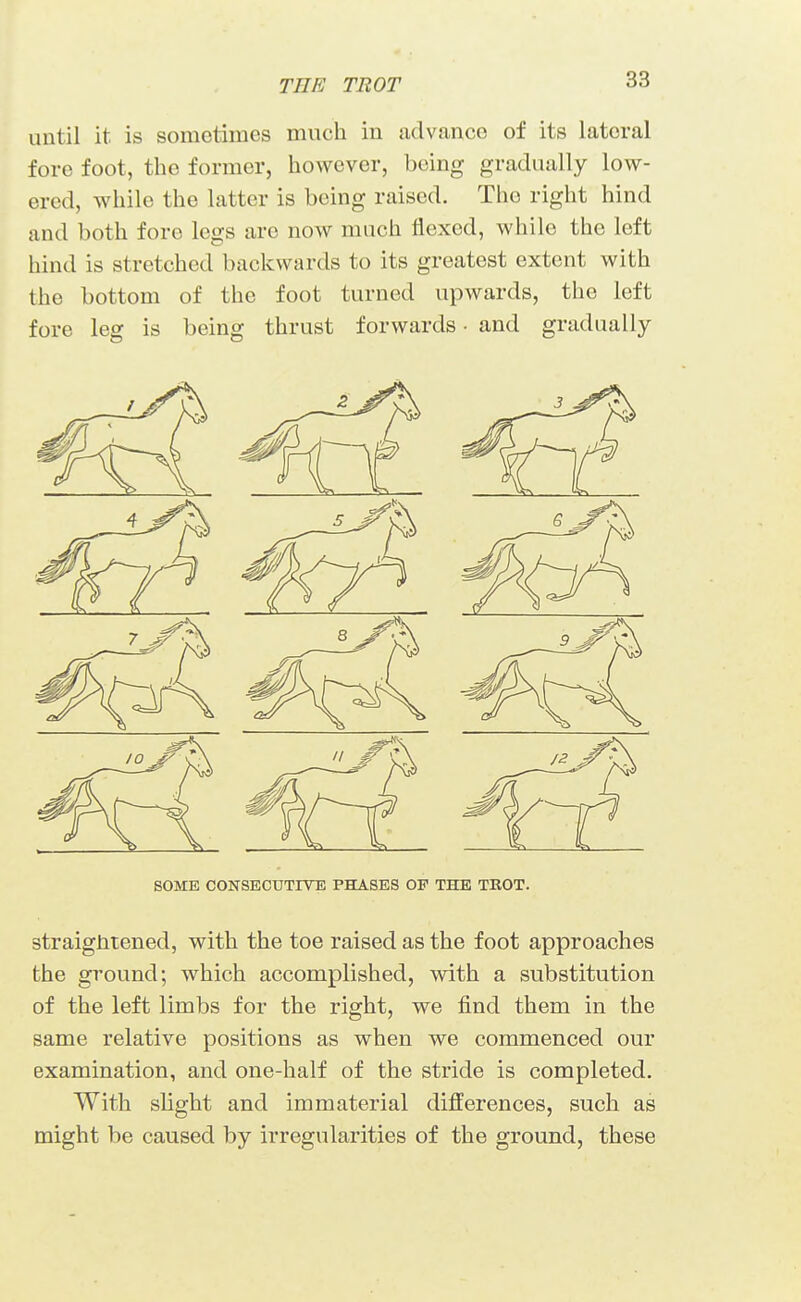 THE TROT until it is sometimes much in advance of its lateral fore foot, the former, however, being gradually low- ered, while the latter is being raised. The right hind and both fore legs are now much flexed, while the left hind is stretched backwards to its greatest extent with the bottom of the foot turned upwards, the left fore leg is being thrust forwards ■ and gradually SOKE CONSECUTrVE PHASES OF THE TROT. straigJatened, with the toe raised as the foot approaches the ground; which accomplished, with a substitution of the left limbs for the right, we find them in the same relative positions as when we commenced our examination, and one-half of the stride is completed. With slight and immaterial differences, such as might be caused by irregularities of the ground, these