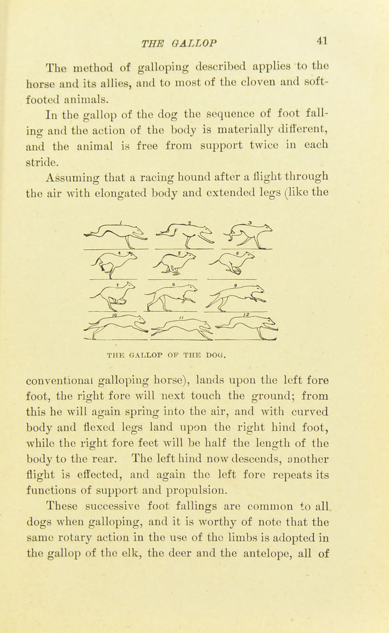 The method of galloping described applies to the horse and its allies, and to most of the cloven and soft- footed animals. In the gallop of the dog the sequence of foot fall- ing and the action of the body is materially different, and the animal is free from support twice in each stride. Assuming that a racing hound after a flight through the air with elongated body and extended legs (like the THE GALLOP OP THE DOG. conventional galloping horse), lands upon the left fore foot, the right fore will next touch the ground; from this he will again spring into the air, and with curved body and flexed legs land upon the right hind foot, while the right fore feet will be half the length of the body to the rear. The left hind now descends, another flight is effected, and again the left fore repeats its functions of support and propulsion. These successive foot fallings are common to all dogs when galloping, and it is worthy of note that the same rotary action in the use of the limbs is adopted in the gallop of the elk, the deer and the antelope, all of