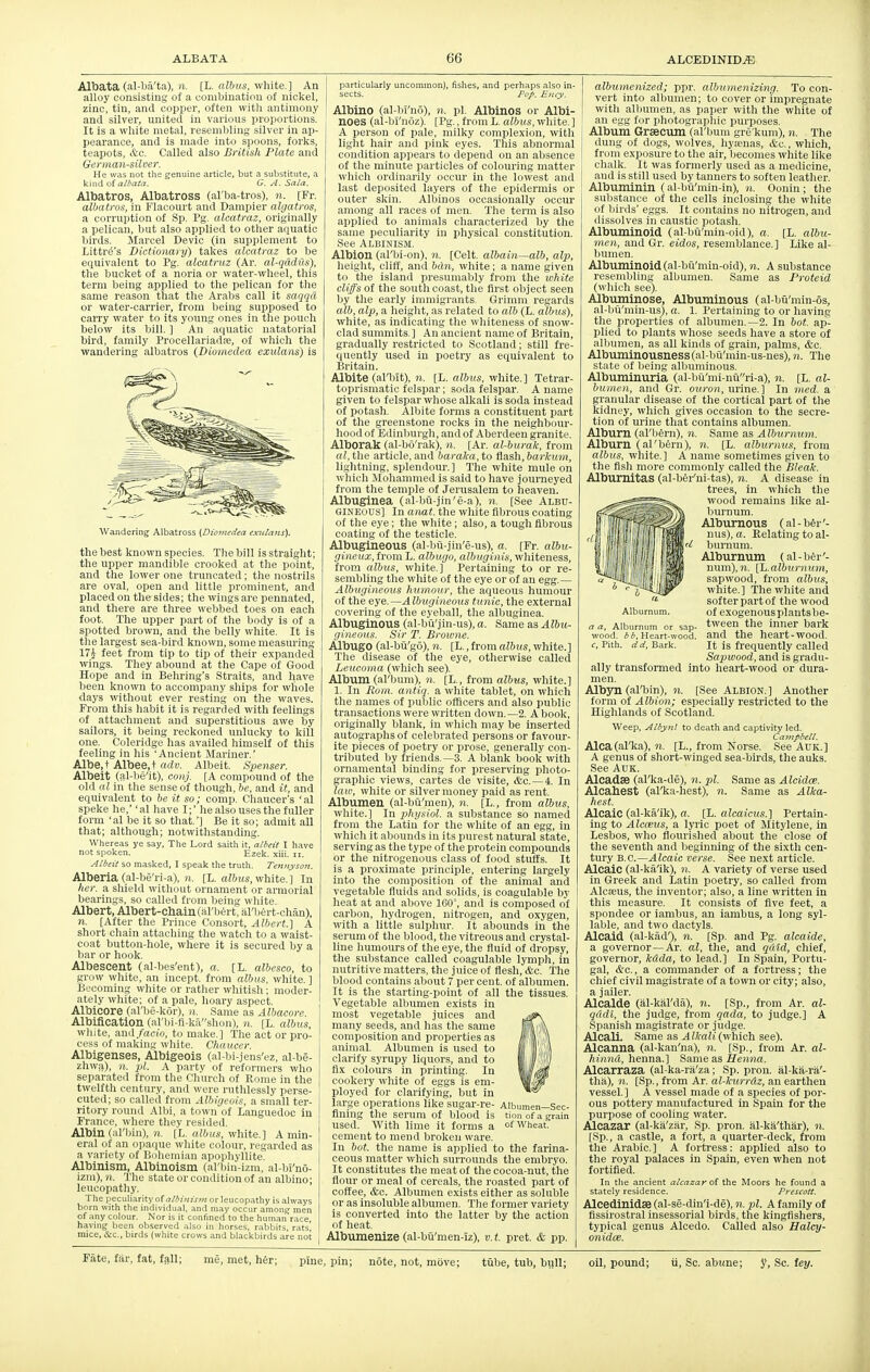AllData (al-ba'ta), )i. [L. albus, white.] An alloy consisting of a combination of nickel, zinc, tin, and cojiper, often with antimony and silver, united in various proportions. It is a white metal, resembling silver in ap- pearance, and Is made into spoons, forks, teapots, &c. Called also British Plate and German-silver. He was not the genuine article, but a substitute, a kind of a/Ai/,!. G.A.Sala. Albatros, Albatross (al'ba-tros), n. [Fr. albatros, in Flacourt and Dampier algatros, a corruption of Sp. Pg. alcatraz, originally a pelican, but also applied to other aquatic birds. Marcel Devic (in supplement to Littr^'s Dictionary) takes alcatraz to be equivalent to Pg. alcatruz (Ar. al-qcldus), the bucket of a noria or water-wheel, this term being applied to the pelican for the same reason that the Arabs call it saqqcl or water-carrier, from being supposed to carry water to its young ones in the pouch below its bill. ] An aquatic natatorial bird, family Procellariadfe, of which the wandering albatros (Diomedea exulans) is Wandering Albatross {Di'onit-dea cxnlaiis). the best known species. The bill is straight; the upper mandible crooked at the point, and the lower one truncated; the nostrils are oval, open and little prominent, and placed on the sides; the wings are pennated, and there are three webbed toes on each foot. The upper part of the body is of a spotted brown, and the belly white. It is the largest sea-bird known, some measuring 17^ feet from tip to tip of their expanded wings. They abound at the Cape of Good Hope and in Behring's Straits, and have been known to accompany ships for whole days without ever resting on the waves. From this habit it is regarded with feelings of attachment and superstitious awe by sailors, it being reckoned unlucky to kill one. Coleridge has availed himself of this feeling in his 'Ancient Mariner.' Albe.t Albee.t adv. Albeit. Spenser. Albeit (al-be'it), conj. [A compound of the old al in the sense of though, be, and it, and equivalent to be it so; comp. Chaucer's 'al speke he,' 'al have I;' he also uses the fuller form 'al be it so that.'] Be it so; admit all that; although; notwithstanding. Whereas ye say, The Lord saith it, albeit I have not spoken. Ezek. xiii. ii. Albeit so masked, I speak the truth. Tennyson. Alberia (al-be'ri-a), )i. [L. a?6MS, white. ] In her. a shield without ornament or armorial bearings, so called from being white. Albert, Albert-chain (al'bfirt, iil'bert-chan), n. [After the Prince Consort, Albert.] A short chain attaching the watch to a waist- coat button-hole, where it is secured by a bar or hook. Albescent (al-bes'ent), a. [L. albesco, to grow white, an incept, from albus. white. ] Becoming white or rather whitish; moder- ately white; of a pale, hoary aspect. Albicore (al'lje-kor), n. Same as Albacore. Albification (al'bi-fl-kashon), n. [L. albus, white, aml/nc/<i, to make.] The act or pro- cess of iimkiiiK white. Chaucer. Albigenses, Albigeois (al-bi-jens'ez, al-be- zhwa), n. pi. A party of reformers who separated from the Church of Rome in the twelfth century, and were ruthlessly perse- cuted; so called from Albigeois, a small ter- ritory round Albi, a town of Languedoc In France, where they resided. Albin (al'bin), ?i, [L. nZftus, white.] A min- eral of an opaque white colour, regarded as a variety of Bohemian apophyllite. Albinism, Albinoism (al'bin-izm, al-bi'no- izm), n. The state or condition of an albino; leucopathy. The peculiarity of or leucopathy is always born with the individual, and may occur amon^ men of any colour. Nor is it confined to the human race, having been observed also in horses, rabbits, rats, mice, &c., birds (white crows and blackbirds are not particularly uncommon), fishes, and perhaps also in- sects. Pop. Ency. Albino (al-bi'no), n. pi. Albinos or Albi- noes (al-bi'noz). [Pg., from L. albus, white. ] A person of pale, milky complexion, with light hair and pink eyes. This abnormal condition appears to depend on an absence of the minute particles of colouring matter which ordinarily occur in the lowest and last deposited layers of the epidermis or outer skin. Albinos occasionally occur among all races of men. The term is also applied to animals characterized by the same peculiarity in physical constitution. See Albinism. Albion (al'bi-on), n. [Celt, albain—alb, alp, height, cliff, and bdn, white; a name given to the island presumably from the white cliffs of the south coast, the first object seen by the early immigrants. Grimm regards alb, alp, a height, as related to alb (L. albus), white, as indicating the whiteness of snow- clad summits.] An ancient name of Britain, gradually restricted to Scotland; still fre- quently used in poetry as equivalent to Britain. Albite (al'bit), n. [L. albus, v/hite.] Tetrar- toprismatic felspar; soda felspar. A name given to felspar whose alkali is soda instead of potash. Albite forms a constituent part of the greenstone rocks in the neighbour- hood of Edinburgh, and of Aberdeen granite. Alborak (al-bo'rak), n. [Ar. al-burak, from (il, tlie article, and baraka, to flash, barkum, lightning, splendour.] The white mule on which Mohannned is said to have journeyed fi'om the temple of Jerusalem to heaven. Albuginea (al-bu-jin'e-a), n. [See Albu- GINEOUS] In atuit. the white fibrous coating of the eye; the white ; also, a tough fibrous coating of the testicle. Albugineous (al-bii-jin'e-us), a. [Fr. albu- ijiiien.r, from L. albugo, albuginis, whiteness, from albus, white.] Pertaining to or re- sembling the wliite of the eye or of an egg. — Albugineo^is humour, the aqueous humour of the eye.—.4;&)((/i;it'ui(s tunic, the external covering of the eyeball, the albuginea. Albuginous (al-ba'jin-us), a. Same as Albu- gineous. Sir T. Browne. Albugo (al-bu'go), n. [L., from albus, white. ] The disease of the eye, otherwise called Leuco>na (which see). Album (al'bum), n. [L., from albus, white.] 1. In Rom. antiq. a white tablet, on which the names of public officers and also public transactions were written down.—2. A book, originally blank, in which may be inserted autographs of celebrated pei sons or favour- ite pieces of poetry or prose, generally con- tributed by friends.—3. A blank book with ornamental binding for preserving photo- graphic views, cartes de visite, &c. — 4. In law, white or silver money paid as rent. Albumen (al-bQ'men), n. [L., from albus, white.] In physiol. a substance so named from the Latin for the white of an egg, in which it abounds in its purest natural state, serving as the type of the protein compounds or the nitrogenous class of food stuffs. It is a proximate principle, entering largely into the composition of the animal and vegetable fluids and solids, is coagulable by heat at and above 160°, and is composed of carbon, hydrogen, nitrogen, and oxygen, with a little sulphur. It abounds in the serum of the blood, the vitreous and crystal- line humours of the eye, the fluid of dropsy, the substance called coagulable lymph, in nutritive matters, the juice of flesh, &c. The blood contains about 7 per cent, of albumen. It is the starting-point of all the tissues. Vegetable albumen exists in most vegetable juices and many seeds, and has the same composition and properties as animal. Albumen is used to clarify syrupy liquors, and to fix colours in printing. In cookery white of eggs is em- ployed for clarifying, but in large operations like sugar-re- Albumen—Sec- fining the serum of blood is tionofagrain used. With lime it forms a of Wheat, cement to mend broken ware. In bot. the name is applied to the farina- ceous matter which surrounds the embryo. It constitutes the meat of the cocoa-nut, the flour or meal of cereals, the roasted part of coffee, &c. Albumen exists either as soluble or as insoluble albumen. The former variety is converted into the latter by the action of heat. Albumenize (al-bii'men-iz), v. t. pret. & pp. Alburnum. (T a, Alburnum or sap- wood. Heart-wood. c, Pith, da. Bark. albumenized; ppr. albumenizing. To con- vert into albumen; to cover or impregnate with allunnen, as paper with the white of an egg for photographic purposes. Album Grsecum (al'bum gre'kum), w. The dung of dogs, wolves, hyaenas, itc, which, from exposure to the air, becomes white like chalk. It was formerly used as a medicine, and is still used by tanners to soften leather. Albuminin (al-bfl'min-in), n. Oonin ; the substance of the cells inclosing the white of birds' eggs. It contains no nitrogen, and dissolves in caustic potash. Albuminoid (al-bu'min-oid), a. [L. albu- men, and Gr. eidos, resemblance.] Like al- bumen. Albuminoid (al-bu'min-oid), n. A substance resembling albumen. Same as Proteid (which see). Albuminose, Albuminous (al-bii'min-os, al-b(i'min-us), a. 1. Pertaining to or having the properties of albumen.—2. In bot. ap- plied to plants whose seeds have a store of albumen, as all kinds of grain, palms, &c. Albuminousness(al-bil'min-us-nes), n. The state of being albuminous. Albuminuria (al-bu'mi-nuri-a), n. [L. al- bumen, and Gr. ouron, urine.] In med. a granular disease of the cortical part of the kidney, which gives occasion to the secre- tion of urine that contains albumen. Alburn (al'bfei-n), n. Same as Alburnum. Alburn (al'bern), n. [L. alburnus, from albus, white.] A name sometimes given to the fish more commonly called the Bleak. Alburnitas (al-ber'ni-tas), n. A disease in trees, in which the wood remains like al- burnum. Alburnous (al - bfer '- nus), a. Relating to al- bunium. Alburnum (al - biv'- num), ?!.. [L. alburn um, sapwood, from albus, white.] The white and softer part of the wood of exogenousplantsbe- tween the inner bark and the heart-wood. It is frequently called Sapwood, and is gradu- ally transfomed into heart-wood or dura- men. Albyn(al'bin), n. [See Albion.] Another form of Albion; especially restricted to the Highlands of Scotland. Weep, Albyn! to death and captivity led. Campbell. Alca(al'ka), n. [L., from Norse. See Auic] A genus of short-winged sea-birds, the auks. See Auk. Alcadse (al'ka-de), n. pi. Same as Alcidce. Alcahest (al'ka-hest), n. Same as Alka- hest. Alcaic (al-ka'ik), a. [L. alcaicus.] Pertain- ing to Alcceiis, a lyric poet of Mitylene, in Lesbos, who flourished about the close of the seventh and beginning of the sixth cen- tury 'B.C.—Alcaic verse. See next article. Alcaic (al-ka'ik), n. A variety of verse used in Greek and Latin poetry, so called from Alcseus, the inventor; also, a line written in this measure. It consists of five feet, a spondee or iambus, an iambus, a long syl- lable, and two dactyls. Alcaid (al-kad'), n. [Sp. and Pg. alcaide, a governor—Ar. al, the, and q(dd, chief, governor, kdda, to lead.] In Spain, Portu- gal, &c., a commander of a fortress; the chief civil magistrate of a town or city; also, a jailer. Alcalde (al-kal'da), ii. [Sp., from Ar. al- qiidi, the judge, from qada, to judge.] A Spanish magistrate or judge. Alcali. Same as ^Wfa;i(which see). Alcanna (al-kan'na), n. [Sp., from Ar. al- hinnu, henna.] Same as Henna. Alcarraza (al-ka-ra'za; Sp. pron. al-ka-ra'- thii), n. [Sp., from Ar. al-kurrCtz, an earthen vessel.] A vessel made of a species of por- ous pottery manufactured in Spain for the purpose of cooling water. Alcazar (al-ka'zar, Sp. pron. al-ka'thar), n. [Sp., a castle, a fort, a quarter-deck, from the Arabic] A forti'ess: applied also to the royal palaces in Spain, even when not fortified. In the ancient alcazar of the Rioors he found a stately residence. Prescott. Alcedinidse (al-se-din'i-de), n. pi. A family of fissirostral insessorial birds, the kingfishers, typical genus Alcedo. Called also Halcy- onidce.