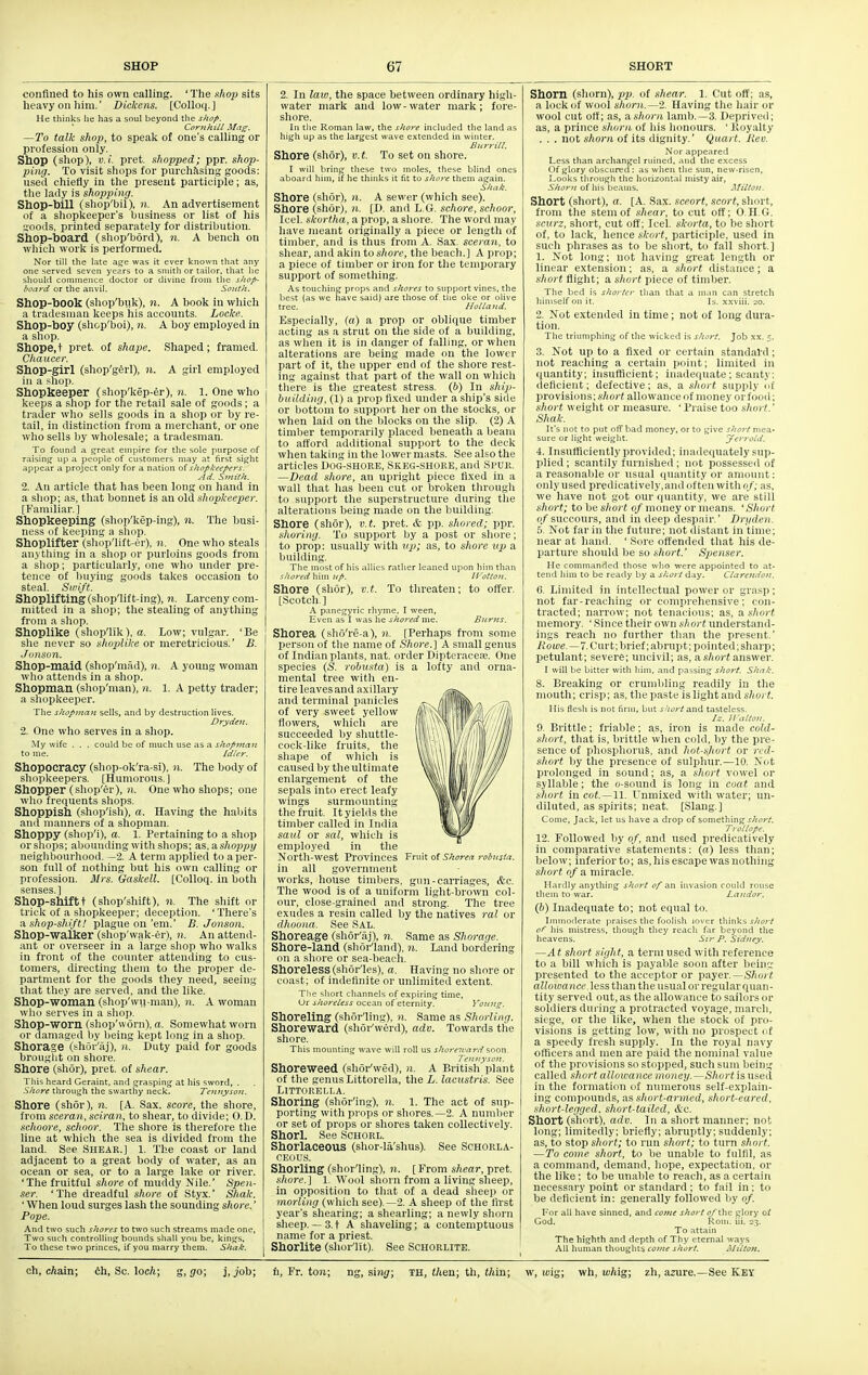 confined to his own calling. 'The sftop sits heavy on him.' Dickens. [Colloq.] He thinks he has a soul beyond the shofi. Corn hill Mag. —To talk shop, to speak of one's calling or profession only. Shop (shop), v.i. pret. shopped; ppr. shop- ping. To visit shops for purchasing goods: used chiefly in the present participle; as, the lady is shopping. Shop-bill (sliop'bil), n. An advertisement of a shopkeeper's business or list of his iioods. printed separately for distribution. Shop-hoard (shop'bord), n. A bench on which work is performed. Nor till the I.ite a^e was it ever known that any one served seven years to a smith or tailor, that he should commence doctor or divine from the shop- board or the anvil. South. Shop-book (shop'buk), n. A book in which a tradesman keeps his accounts. Locke. Shop-boy (shop'boi), n. A boy employed in a shop. Shope.t pret. of shape. Shaped; framed. Chaucer. Shop-girl (shop'gerl), n. A girl employed in a shop. Shopkeeper (shop'kep-6r), n. 1. One who keeps a sliop for the retail sale of goods ; a trader who sells goods in a shop or by re- tail, in distinction from a merchant, or one who sells by wholesale; a tradesman. To found a great empire for the sole purpose of raising up a people of customers may at first sight appear a project only for a nation o(shopkeepers. Ad. Smith. 2. An article that has been long on hand in a shop; as, that bonnet is an old shopkee2>ei: [Familiar.] Shopkeeping (shop'kep-ing), n. The busi- ness of keeping a shop. Shoplifter (shop'lift-er), n. One who steals anything in a shop or purloins goods fi'om a shop; particularly, one who under pre- tence of buying goods takes occasion to steal. Swift. Shoplifting (shop'lif t-ing), n. Larceny com- mitted in a shop; the stealing of anything from a sliop. Shoplike (shop'lik), ct. Low; vulgar. 'Be she never so shoplike or meretricious.' B. ■Jonson. Shop-maid (shop'mful), n. A young woman who attends in a shop. Shopman (shop'man), n. 1. A petty trader; a shopkeeper. The shopman sells, and by destruction lives. Dry den. 2. One who serves in a shop. .My wife . . . could be of much use as a shopmaJt to me. Idler. Shopocracy (shop-ok'ra-si), n. The body of shopkeepers. [Humorous.] Shopper (shop'er), n. One who shops; one who frequents shops. Shoppish (shop'ish), a. Having the habits and manners of a shopman. Shoppy (shop'i), a. 1. Pertaining to a shop or shops; abounding with shops; as, a shoppy neighbourhood. —2. A term applied to a per- son full of nothing but his own calling or profession. Mrs. Gaskell. [Colloq. in both senses.] Shop-shift t (shop'shift), n. The shift or trick of a shopkeeper; deception. ' There's a, shop-shift! plague on'em.' B. Jonson. Shop-walker (shop'wak-er), n. An attend- ant or overseer in a large shop who walks in front of the counter attending to cus- tomers, directing them to the proper de- partment for the goods they need, seeing that they are served, and the like. Shop-woman (shop'wu-man), n. A woman who serves in a shop. Shop-worn (shop'worn), a. Somewhat worn or damaged by being kept long in a shop. Shorage (shor'aj), n. Duty paid for goods brought on shore. Shore (shor), pret. of shear. This heard Geraint, and grasping at his sword, . Shore through the swartiiy neck. Tcnnyso7i. Shore (shor), n. [A. Sax. score, the shore, from sceran, sciran, to shear, to divide; O.D. schoore, schoor. The shore is therefore the line at which the sea is divided from the land. See Shear.] 1. The coast or land adjacent to a great body of water, as an ocean or sea, or to a large lake or river. 'The fruitful shore of muddy Nile.' Spen- ser. 'The dreadful shore of Styx.' Shale. ' When loud surges lash the sounding shore.' Pope. And two such shores to two such streams made one, Two such controlling bounds shall you be, kings. To these two princes, if you marry them. Shak. 2. In law, the space between ordinary high- water mark and low-water mark; fore- shore. In the Roman law, the shore included the land as high up as the largest wave extended in winter. Bnrrill. Shore (shor), v. t. To set on shore. I will bring these two moles, these blind ones aboard him, if he thinks it fit to shore them again. Shak. Shore (shor), n. A sewer (which see). Shore (shor), n. [O. and L.G. schore, schoor, Icel. skortha, a prop, a shore. The word may have meant originally a piece or length of timber, and is thus from A. Sax. sceran, to shear, and akin to shore, the beach.] A prop; a piece of timber or iron for the temporary support of something. As touching props and shores to support vines, the best (as we liave said) are those of the oke or olive tree. Holland. Especially, (a) a prop or oblique timber acting as a strut on the side of a building, as when it is in danger of falling, or when alterations are being made on the lower part of it, the upper end of the shore rest- ing against that part of the wall on whicli there is the greatest stress. (6) In ship- biiilding, (1) a prop fixed under a ship's side or bottom to support her on the stocks, or when laid on the blocks on the slip. (2) A timber temporarily placed beneath a beam to afford additional support to the deck when taking in the lower masts. See also the articles Uog-shore, Skkg-shore, and Si'UR. —Dead shore, an upright piece fixed in a wall that has been cut or broken through to support the superstructure during the alterations being made on the building. Shore (shor), v.t. pret. & pp. shored; ppr. siioriny. To support by a post or shore; to prop; usually with xip; as, to shore up a building. The most of his allies rather leaned upon him than shored\\\m up. U'otton. Shore (shor), x.t. To threaten; to offer. [Scotch] A panegyric rhyme. I ween, Even as I was he shored me. Burns. Shorea (sho're-a), n. [Perhaps from some person of the name of Shore.\ A small genus of Indian plants, nat. order Dipteracea;. One species (S. robusta) is a lofty and orna- mental tree with en- tire leaves and axillary and terminal panicles of very sweet yellow flowers, whicli are succeeded l)y shuttle- cock-like fruits, the shape of wliich is caused by the ultimate enlargement of the sepals into erect leafy wings surmounting the fruit. It yields the timber called in In<lia saul or sal, which is employed in the North-west Provinces Fruit of Shorea rodusta. in all government works, house timbers, gun-carriages, &c. The wood is of a uniform light-brown col- our, close-grained and strong. The tree exudes a resin called by the natives ral or dhoona. See SAL. Shoreage (shor'aj), n. Same as Shorage. Shore-land (shor'land), n. Land bordering on a shore or sea-beach. Shoreless (shor'les), a. Having no shore or coast; of indefinite or unlimited extent. The short channels of expiring time, Ur shoreless ocean of'eternity. Young. Shoreling (shor'ling), n. Same as Shorling. Shoreward (shor'werd), adv. Towards the shore. This mounting wave will roll us shore7oard soon Tennyson. Shoreweed (shor'wed), n. A British plant of the genus Littorella, the L. lacustris. See LiTTOREl.l.A. Shoring (shor'ing), n. 1. The act of stip- porting with props or shores.—2. A number or set of props or shores taken collectively. Shorl. See Schorl. _ Shorlaceous (shor-la'shus). See Schorla- CEOUS. Shorling (shor'ling), n. [From shear, pret. sliore.} 1. Wool shorn from a living sheep, in opposition to tliat of a dead shee]) or morling (which see).—2. A sheep of the first year's shearing; a shearling; a newly shorn sheep. — 3. t A shaveling; a contemptuous name for a priest. Shorlite (shor'Iit). See Schorlite. Shorn (shorn), pp. of shear. 1. Cut off; as, a lock of wool shorn.^'2. Having the hair or wool cut off; as, ashorn Iamb.—3. Deprived; as, a prince shorn of his honours. ' Itoyalty . . . not shorn of its dignity.' Quart, liev. Nor appeared Less than archangel ruined, and the excess Of glory obscured : as when the sun, new-risen. Looks through the horizontal misty air. Shorn of his beams. Milton. Short (short), a. [A. Sax. sceort, scort, short, from the stem of shear, to cut off; O. H.G. scurz, short, cut off; Icel. skorta, to be short of, to lack, hence skort, participle, used in such phrases as to be short, to fall short.] 1. Not long; not having great length or linear extension; as, a short distance; a slwrt flight; a short piece of timber. The bed is shorter than that a man can stretch himself on it. Is. xxviii. 20. 2. Not extended in time; not of long dura- tion. Tlie triumphing of the wicked is short. Job xx. 5. 3. Not up to a fixed or certain standal-d ; not reaching a certain point; limited in quantity; insufficient; inadequate; scanty: deficient; defective; as, a sliort supply c.i provisions; i/iorf allowance of money orfotid; short weight or measure. ' Praise too short.' Shak. It's not to put off bad money, or to give short mea- sure or light weight. yerrold. 4. Insulficiently provided; inadequately sup- plied ; scantily furnished ; not possessed of a reasonable or usual quantity or amount: onlyused predicatively.and often with o/; as, we have not got our quantity, we are still short; to be short of money or means. 'Short 0/succours, and in deep despair.' Drjiden. 5. Not far in the future; not distant in time; near at hand. ' Sore offended that his de- parture should be so short.' Spenser. He commanded those who were appointed to at- tend him to be ready by a short day. Clarendon. 6. Limited in intellectual power or grasp; not far-reaching or comprehensive; con- tracted; narrow; not tenacious; as, a short memory. ' Since their own siiort understand- ings reach no further than the present.' Howe. —7. Curt; brief; abrupt; pointed; sharp; petulant; severe; uncivil; as, a short answer. I will be bitter with him, and passing short. Shal.\ 8. Breaking or crumbling readily in the mouth; crisp; as, tlie paste is light and short. His flesh is not firm, but short and tasteless. Iz. Ilalton. 9. Brittle; friable; as, iron is made cold- short, that is, brittle when cold, by the pre- sence of phosplioruS, and hot-short or ri:d- sho7-t by the presence of sulphur.—10. Not prolonged in sound; as, a short vowel or syllable; the o-sound is long in coat and .■<hort in cot.—11. Unmixed with water; mi- diluted, as spirits; neat. [Slang.] Come, Jack, let us have a drop of something j/iorA Trollope. 12. Followed by of, and used predicatively in comparative statements: (n) less than; below; inferior to; as, his escape was nothing short of a miracle. Hardly anything shorl of an invasion could rouse them to war. Landor. (ft) Inadequate to; not equal to. Ijumoderate praises the foolish lover thinks short of his mistress, though they reach far beyond the heavens. Sir P. Sidney. —A t short sight, a term used with reference to a bill which is payable soon after beinc- presented to the acceptor or payer.—,S/io/ i nHoionncc , less than the usual or regular quan- tity served out, as the allowance to sailors or soldiers dui-ing a protracted voyage, march, siege, or the like, when the stock of pro- visions is getting low, with no prospect of a speedy fresh supply. In the royal navy officers and men are paid the nominal value of the provisions so stopped, such sum being called short allowance money.—S/iortisnsed in the formation of numerous self-explain- ing compounds, a.& short-armed, short-eared, short-legged, short-tailed, etc. Short (short), adv. In a short manner; not long; limitedly; briefly; abruptly; suddenly; as, to stop short; to run short; to turn short. —To come short, to be unable to fulfil, as a command, demand, hope, expectation, or the like ; to be unable to reach, as a certain necessary point or standard ; to fail in ; to be deficient in: generally followed by of. For all have sinned, and come short o/\.\\c glory o^ God. iioni. iii. 2-5. To attain The highth and depth of Thy eternal ways All human thoughts come short. Miltoil.