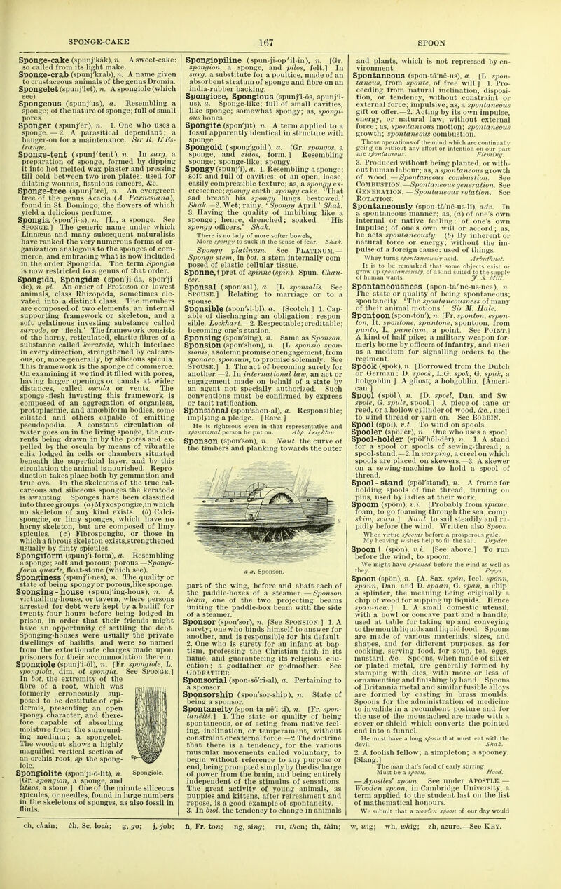 Sponge-cake (spunj'kak), ii. A sweet-cake: so called from its light make. Sponge-crab (spunj'krab), n. A name given to urustaceous animals of the genus Dromia. Spongelet (spunj'let), n. A spougiole (which see). Spongeous (spunj'us), a. Resembling a sponge; of the nature of sponge; full of small pores. Sponger (spunj'er), 11. 1. One who uses a sponge.—2. A parasitical dependant; a hanger-on for a maintenance. Sir R. UEs- trange. Sponge-tent (spunj'tent), n. In surg. a preparation of sponge, formed by dipping it into hot melted wa.x plaster and pressing till cold between two iron plates; used for dilating wounds, fistulous cancers, &c. Sponge-tree (spunj'tre), n. An evergreen tree of the genus Acacia (A. Farnesiana), found in St. Domingo, the flowers of which yield a delicious perfume. Spongia (spon'ji-a), 71. [L., a sponge. See Sponge.] The generic name under which Linntcus and many subsequent naturalists have ranked the very numerous forms of or- ganization analogous to the sponges of com- merce, and embracing what is now included in the order Spongida. Tlie term Spongia is now restricted to a genus of that order. Spongida, Spongidse (spon'ji-da, spon'ji- de), 11. pi. An order of Protozoa or lowest animals, class Rhizopoda, sometimes ele- vated into a distinct class. The members are composed of two elements, an internal supporting framework or skeleton, and a soft gelatinous investing substance called mrcode, or ' flesh.' The framework consists of the horny, reticulated, elastic fibres of a substance called Iceratode, which interlace in every direction, strengthened by calcare- ous, or, more generally, by siliceous spicula. This framework is the sponge of commerce. On examining it we find it filled with pores, having larger openings or canals at wider distances, called oscula or vents. The sponge-fiesh investing this framework is composed of an aggregation of organless, protoplasmic, and amoebiforni bodies, some ciliated and others capable of emitting pseudopodia. A constant circulation of water goes on in the living sponge, the cur- lents being drawn in by the pores and ex- jielled by the oscula by means of vibratile cilia lodged in cells or chambers situated beneath the superficial layer, and by this circulation the animal is nourished. Repro- duction takes place both by gemmation and true ova. In tlie skeletons of the true cal- careous and siliceous sponges the keratode is awanting. Sponges have been classified into three groups: (fi)Myxospongia3,in which no skeleton of any kind exists. (6) Calci- spongise, or limy sponges, which have no horny skeleton, but are composed of limy spicules, (c) Fibrospongia;, or those in which a fibrous skeleton exists,strengthened usually by flinty spicules. Spongiform (spunj'i-form), a. Resembling a sponge; soft and porous; porous.—Spongi- form quartz, float-stone (which see). SpongineSS (spunj'i-nes), Ii. The quality or state of being spongy or porous.like sponge. Sponging - house (spunj'ing-hous), n. A victualling-house, or tavern, where persons arrested for debt were kept hy a bailiff for twenty-four hours before being lodged in prison, in order that their friends might have an opportunity of settling the debt. Sponging-houses were usually the private dwellings of bailiffs, and were so named from the extortionate charges made upon prisoners for their accommodation therein. Spongiole (spunj'i-ol), n. [Fr. spongiole, L. spongiola, dim. of spongia. See SPONGE.] In bat. the extremity of the fibre of a root, which was formerly erroneously sup- posed to be destitute of epi- dermis, presenting an open spongy character, and there- fore capable of absorbing moisture from the surround- ing medium; a spongelet. The woodcut shows a highly magnified vertical section of an orchis root, sp the spong- iole. SpOngiOlite (spon'ji-6-lit), n. Spongiole. tOr. spongion, a sponge, and lithos, a stone.] One of the minute siliceous spicules, or needles, found in large numbers in tlie skeletons of sponges, as also fossil in flints. Spongiopiline (spun-ji-op'il-In), n. [Gr. spongion, a sponge, and pilos, felt.] In surg. a substitute for a poultice, made of an absorbent stratum of sponge and fibre on an india-rubber backing. Spongiose, Spongious (spunj'i-6s, spunj'i- us), ti. Sjionge-like; full of small cavities, like sponge; somewhat spongy; as, spongi- OHS bones. Spongite (spon'jit), n. A term applied to a fossil apparently identical in structure with sponge. Spongoid (spong'goid), a. [Gr. spongos, a sponge, and eidos, form. ] Resembling sponge; sponge-like; spongy. Spongy (spunj'i), a. l. Resembling a sponge; soft and full of cavities; of an open, loose, easily compressible texture; as, a spongy ex- crescence;,s/)o?i(/i/earth; spongy cake. 'That sad breath his spongy lungs bestowed.' Shale. —2. Wet; rainy. ' Spongy April.' Shak. 3. Having the quality of imbibing like a sponge; hence, drenched; soaked. ' His spongy oflicers.' Shak. There is no lady of more softer bowels, More spongy to suck in the sense of fear. Shak. — Spongy platinum. See PLATINUM.— Spongy stem, in bot. a stem internally com- posed of elastic cellular tissue. Sponne.t pret.of spijuie (.spui). Spun. Chau- cer. Sponsal (spon'sal). a. [L. sponsalis. Spouse.] Relating to marriage or spouse. Sponsible (spon'si-bl), a. [Scotch.] 1 able of discharging an obligation ; respon- sible. Lockhart.—2. Respectable;creditable; becoming one's station. Sponsing (spon'sing), n. Same as Sponson. Sponsion (spon'shon), 11. [L. sponsio. spon- sionts, a solemn promise or engagement, from spondeo, sponsum, to promise solemnly. See SP0U.se.] 1. The act of becoming surety for another.—2. In international law, an act or engagement made on behalf of a state by an agent not specially authorized. Such conventions must be confirmed by express or tacit ratification. Sponsional (spon'shon-al), a. Responsible; implying a pledge. [Rare. ] He is righteous even in that representative and spO}isio7iai person he put on. Ahp. Leightojt. Sponson (spon'son), n. Naut. the curve of tlie timbers and planking towards the outer See to a Cap- a a, Sponson. part of the wing, before and abaft each of the paddle-boxes of a steamer. — Sponson beam, one of the two projecting beams uniting the paddle-box beam with the side of a steamer. Sponsor (spon'sor), 71. [See Sponsion.] 1. A surety; one who binds himself to answer for another, and is responsible for his default. 2. One who is surety for ;m infant at bap- tism, professing the Christian faith in its name, and guaranteeing its religious edu- cation ; a godfather or godmother. See Godfather. Sponsorial (spon-s6'ri-aI), a. Pertaining to a sponsor. Sponsorship (spon'sor-ship), n. State of being a sponsor. Spontaneity (spon-ta-ne'i-ti), n. [Fr. spon- taneiti.] 1. The state or quality of being spontaneous, or of acting from native feel- ing, inclination, or temperament, without constraint orexternal force.—2.The doctrine that there is a tendency, for the various muscular movements called voluntary, to begin without reference to any purpose or end, being prompted simply by the discharge of power from the brain, and bein.g entirely independent of the stimulus of sensations. The great activity of young animals, as puppies and kittens, after refreshment and repose, is a good example of spontaneity.— 3. In biol. the tendency to change in animals and plants, which is not repressed by en- vironment. Spontaneous (spon-ta'ne-us), a. [L. spon- taneus, from sponte, of free will.] 1. Pro- ceeding from natural inclination, disposi- tion, or tendency, without constraint or external force; impulsive; as, a spontaneous gift or offer.-2. Acting by its own impulse, energy, or natural law, without external force; as, spontaneous motion; spontaneous growth; spontaneous combustion. Those operations of the mind wliich are continually going on without any effort or intention on our part are spontajieoics. Flemiiig. 3. Produced without being planted, or with- out human labour; as, a spontaneous growth of wood. — Spontaneous combustion. See Combustion. —Spontaneous generation. See Generation. — Spontaneous rotation. See Rotation. Spontaneously (spon-ta'ne-us-li), adv. In a spontaneous manner; as, (a) of one's own internal or native feeling; of one's own impulse; of one's own will or accord; as. he acts spontaneously, (b) By inherent or natural force or energy; without the Im- pulse of a foreign cause: used of things. Whey turns spontayt^owily acid. Arbuthnot. It is to he remarked that some objects exist or grow up spontmieously, of a kind suited to the supply of human wants. J. S. Mill. Spontaneousness (spon-ta'ne-us-nes), n. The state or quality of being spontaneous; spontaneity. 'The spontaneousness of many of their animal motions.' Sir M. Hale. Spontoon(spon-tt)n'), n. [Fr. sponton, espon- ton, It. spontone, spuntone, spontoon, from punto, L. punctxim, a point. See Point.] A kind of half pike; a military weapon for- merly borne by officers of infantry, and used as a medium for signalling orders to the regiment. Spook (spcik), n. [Borrowed from the Dutch or German: D. spook, L.G. spok, G. spuk, a hobgoblin.] A ghost; a hobgoblin. [Ameri- can] Spool (spol), 11. [D. spoel, Dan. and Sw spole, G. sjnile, spool.] A piece of cane or reed, or a hollow cylinder of wood, etc., used to wind thread or yarn on. See Bobbin. Spool (spbl), v.t. To wind on spools. Spooler (spbl'^r), n. One who uses a spool. Spool-holder (spbl'liol-der), j(. 1. A stand for a spool or spools of sewing-thread; a spool-stand.—2. In warping, a creel on which spools are placed on skewers.—3. A skewer on a sewing-machine to hold a spool of thread. Spool - stand (spol'stand), n. A frame for lioldiii.g spools of fine thread, turning on pins, used by ladies at their work. Spoom (spom), v.i. [Probably from spume. foam, to go foaming through the sea; comp. skim, scum.] Saut. to sail steadily and ra- pidly before the wind. Written also Spoon. When virtue spooms before a prosperous gale, My heaving wishes help to fill the sail. Dryden. Spoon t (spon), V.i. [See above.] To run before the wind; to spoom. We might have spooned before the wind as well as they. Pepys. Spoon (spon), n. [A. Sax. spCm, Icel. sp6nn, spann, Dan. and D. spaan, G. span, a chip, a splinter, the meaning being originally a chip of wood for supping up liquids. Hence span-new.] 1. A small domestic utensil, with a bowl or concave part and a handle, used at table for taking up and conveying to the mouth liquids and liquid food. Spoons are made of various materials, sizes, and shapes, and for different purposes, as for cooking, serving food, for soup, tea, eggs, mustard, &c. Spoons, when made of silver or plated metal, are generally formed by stamping with dies, with more or less of ornamenting and finishing by hand. Spoons of Britannia metal and similar fusible alloys are formed by casting in brass moulds. Spoons for the administration of medicine to invalids in a recumbent posture and for the use of the moustaclied are made with a cover or shield which converts the pointed end into a funnel. He must have a long spoon that must eat with the devil. Shak. 2. A foolish fellow; a simpleton; a spooney. [Slang.] The man that's fond of early stirring Must be a j-/(7(5?^ Hood. —Apostles' spoon. See under Apostle.— Wooden spoon, in Cambridge University, a term applied to the student last on the list of mathematical honours. We submit that a woodt Jt spoon of our day would