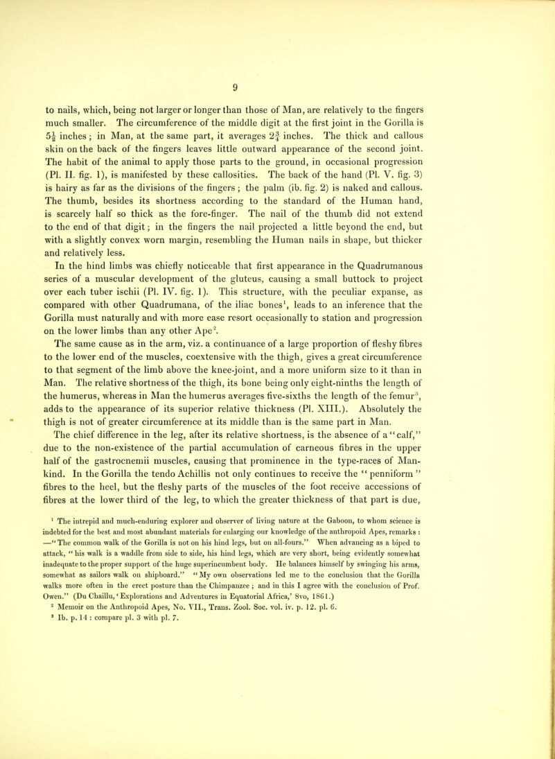 to nails, which, being not larger or longer than those of Man, are relatively to the fingers much smaller. The circumference of the middle digit at the first joint in the Gorilla is 5-| inches; in Man, at the same part, it averages 2f inches. The thick and callous skin on the back of the fingers leaves little outward appearance of the second joint. The habit of the animal to apply those parts to the ground, in occasional progression (PI. II. fig. 1), is manifested by these callosities. The back of the hand (PL V. fig. 3) is hairy as far as the divisions of the fingers; the palm (ib. fig. 2) is naked and callous. The thumb, besides its shortness according to the standard of the Human hand, is scarcely half so thick as the fore-finger. The nail of the thumb did not extend to the end of that digit; in the fingers the nail projected a little beyond the end, but with a slightly convex worn margin, resembling the Human nails in shape, but thicker and relatively less. In the hind limbs was chiefly noticeable that first appearance in the Quadrumanous series of a muscular development of the gluteus, causing a small buttock to project over each tuber ischii (PI. IV. fig. 1). This structure, with the peculiar expanse, as compared with other Quadrumana, of the iliac bones', leads to an inference that the Gorilla must naturally and with more ease resort occasionally to station and progression on the lower limbs than any other Ape. The same cause as in the arm, viz. a continuance of a large proportion of fleshy fibres to the lower end of the muscles, coextensive with the thigh, gives a great circumference to that segment of the limb above the knee-joint, and a more uniform size to it than in Man. The relative shortness of the thigh, its bone being only eight-ninths the length of the humerus, whereas in Man the humerus averages five-sixths the length of the femur^, adds to the appearance of its superior relative thickness (PI. XIII.). Absolutely the thigh is not of greater circumference at its middle than is the same part in Man. The chief difference in the leg, after its relative shortness, is the absence of a calf, due to the non-existence of the partial accumulation of carneous fibres in the upper half of the gastrocnemii muscles, causing that prominence in the type-races of Man- kind. In the Gorilla the tendo Achillis not only continues to receive the  penniform  fibres to the heel, but the fleshy parts of the muscles of the foot receive accessions of fibres at the lower third of the leg, to which the greater thickness of that part is due, ' The intrepid and much-enduring explorer and observer of living nature at the Gaboon, to whom science is indebted for the best and most abundant materials for enlarging our knowledge of the anthropoid Apes, remarks : —The common walk of the Gorilla is not on his hind legs, but on all-fours. When advancing as a biped to attack,  his walk is a waddle from side to side, his hind legs, which are very short, being evidently somewhat inadequate to the proper support of the huge superincumbent body. He balances himself by swinging his arms, somewhat as sailors walk on shipboard. My own observations led me to the conclusion that the Gorilla walks more often in the erect posture than the Chimpanzee ; and in this I agree with the conclusion of Prof. Owen. (Du Chaillu,' Explorations and Adventures in Equatorial Africa,' 8vo, 1861.) ^ Memoir on the Anthropoid Apes, No. VII., Trans. Zool. Soc. vol. iv. p. 12. pi. 6. ' Ib. p. 14 : compare pi. 3 with pi. 7.