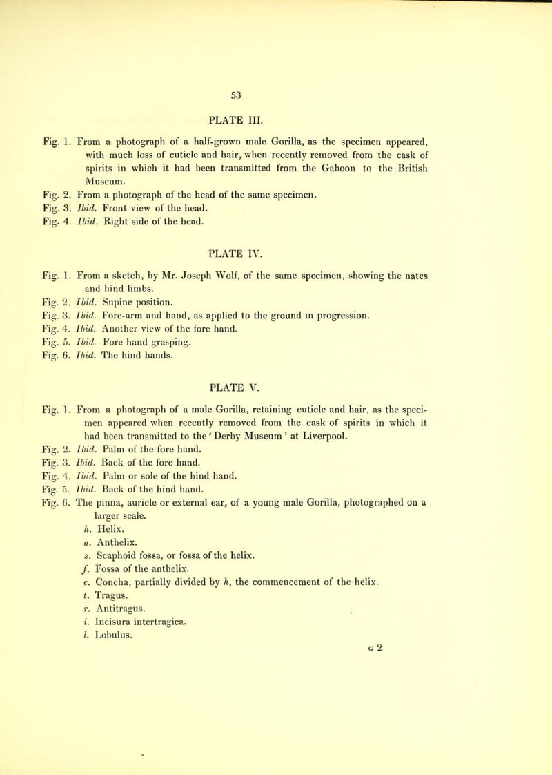 PLATE III. Fig. 1. From a photograph of a half-grown male Gorilla, as the specimen appeared, with much loss of cuticle and hair, when recently removed from the cask of spirits in which it had been transmitted from the Gaboon to the British Museum. Fig. 2. From a photograph of the head of the same specimen. Fig. 3. Ibid. Front view of the head. Fig. 4. Ibid. Right side of the head. PLATE IV. Fig. 1. From a sketch, by Mr. Joseph Wolf, of the same specimen, showing the nates and hind limbs. Fig. 2. Ibid. Supine position. Fig. 3. Ibid. Fore-arm and hand, as applied to the ground in progression. Fig. 4. Ibid. Another view of the fore hand. Fig. 5. Ibid Fore hand grasping. Fig. 6. Ibid. The hind hands. PLATE V. Fig. 1. From a photograph of a male Gorilla, retaining cuticle and hair, as the speci- men appeared when recently removed from the cask of spirits in which it had been transmitted to the' Derby Museum ' at Liverpool. Fig. 2. Ibid. Palm of the fore hand. Fig. 3. Ibid. Back of the fore hand. Fig. 4. Ibid. Palm or sole of the hind hand. Fig. 5. Ibid. Back of the hind hand. Fig. 6. The pinna, auricle or external ear, of a young male Gorilla, photographed on a larger scale. h. Helix. a. Anthelix. s. Scaphoid fossa, or fossa of the helix. /. Fossa of the anthelix. c. Concha, partially divided by h, the commencement of the helix. t. Tragus, r. Antitragus. i. Incisura intertragica. I. Lobulus. G 2