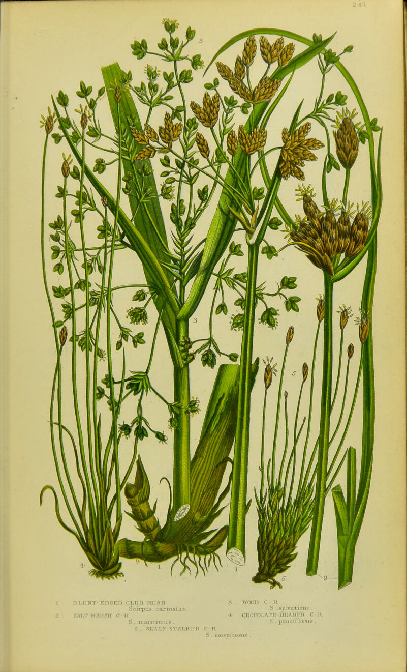 BI.LINT i:i)G):il CI.HI) RUSH ;■( W0011 c-u Scirpus citrinalas. S . xvlvnI leus . SALT MAUSll 0 U 4- ('lll)COI.Ari; IIKADi:!! c S . mnjMliTtrus. prjiJi-fCldriis 5 . SKAT.Y STALK Ml) C H .S . C'tL'-s-piLosns .