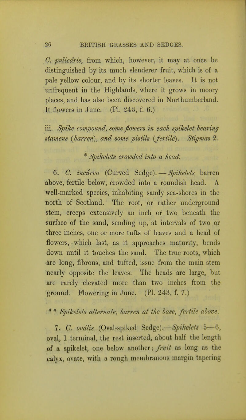 C. pulicdris, from which, however, it may at once be distinguished by its much slenderer fruit, which is of a pale yellow colour, and by its shorter leaves. It is not unfrequent in the Highlands, where it grows in moory places, and has also been discovered in Northumberland. It flowers in June. (PI. 243, f. 6.) iii. Spike compotmd, some Jlowers in each spikelet bearing stamens (barren), and some pistils {fertile). Stigmas 2. * Spikelets crowded into a head, 6. C. incurva (Curved Sedge). — Spikelets barren above, fertile below, crowded into a roundish head. A well-marked species, inhabiting sandy sea-shores in the north of Scotland. The root, or rather underground stem, creeps extensively an inch or two beneath the surface of the sand, sending up, at intervals of two or three inches, one or more tufts of leaves and a head of flowers, which last, as it approaches maturity, bends down until it touches the sand. The true roots, which are long, fibrous, and tufted, issue from the main stem nearly opposite the leaves. The heads are large, but are rarely elevated more than two inches from the ground. Flowering in June. (PI. 243, f. 7.) * * Spikelets alternate, barren at the base, fertile above. 7. C. ovdlis (Oval-spiked Sedge).—Spikelets 5—6, oval, 1 terminal, the rest inserted, about half the length of a spikelet, one below another; fn/it as long as the calyx, ovate, with a rough membranous margin tapering