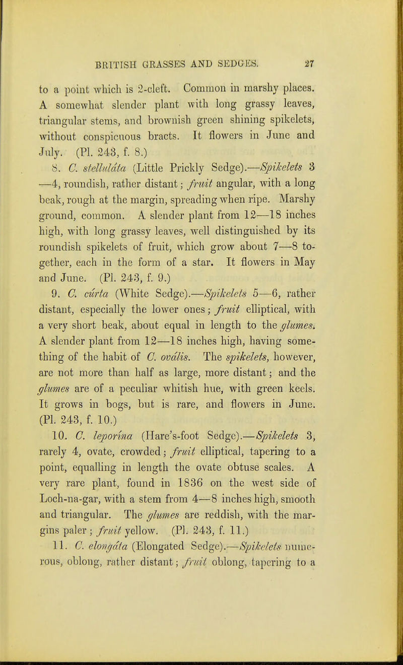 to a point which is 2-cleft. Common in marshy places. A somewhat slender plant with long grassy leaves, triangular stems, and brownish green shining spikelets, without conspicuous bracts. It flowers in June and July. (PL 243, f. 8.) 8. C. stellnUta (Little Prickly Spikelets 3 ■^4, roundish, rather distant; fruit angular, with a long beak, rough at the margin, spreading when ripe. Marshy ground, common. A slender plant from 12—18 inches high, with long grassy leaves, well distinguished by its roundish spikelets of fruit, which grow about 7—8 to- gether, each in the form of a star. It flowers in May and June. (PI. 243, f. 9.) 9. C. curta (White Sedge).—Spikelets 5—6, rather distant, especially the lower ones; fruit elliptical, with a very short beak, about equal in length to the glumes^ A slender plant from 12—18 inches high, having some- thing of the habit of C. ovdlis. The spikelets, however, are not more than half as large, more distant; and the glumes are of a peculiar whitish hue, with green keels. It grows in bogs, but is rare, and flowers in June. (PI. 243, f. 10.) 10. C. leporma (Hare's-foot Sedge).—Spikelets 3, rarely 4, ovate, crowded; fruit elliptical, tapering to a point, equalling in length the ovate obtuse scales. A very rare plant, found in 1836 on the west side of Loch-na-gar, with a stem from 4—8 inches high, smooth and triangular. The glumes are reddish, with the mar- gins paler ; fruit yellow. (PI. 243, f. 11.) 11. C. e/o??y«/« (Elongated Sedge).—Spikelets wmm- rous, oblong, rather distant; fruii oblong, tapering to a