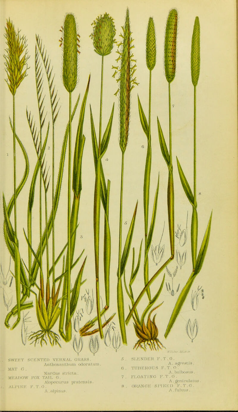 SWKKT SCK Wri'.!) Vl':i-;.NAI, (iUASS. Aiil,h<>xnril hum odoivn I nm . MAT r,. N.'inius siriclfl . MKADOW I'OX TAIL C.. Mupcm ri I h pi -atens i s. AI.IMNK K.T.G. A . nlpinus. 5 . SI.I'.NDl-.U T , G . A. niir-PSLis. 6 . Til HI'. HO US I'. T. n'. A . hiilbdsiis . 7 . I'l.OATI NO \-\ T . O . A . cjcniciiliiI 8 . OKAN <■,!■; SIM Kill) ' K . T . C .