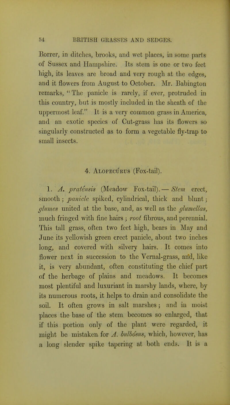 Borrer, in ditclies, brooks, and wet places, in some parts of Sussex and Hampshire. Its stem is one or two feet high, its leaves are broad and very rough at the edges, and it flowers from August to October. Mr. Babington remarks, The panicle is rarely, if ever, protruded in this country, but is mostly included in the sheath of the uppermost leaf. It is a very common grass in America, and an exotic species of Cut-grass has its flowers so singularly constructed as to form a vegetable fly-trap to small insects. 4. Alopecurus (Fox-tail). 1. A. pratensis (Meadow Fox-tail).— Stem erect, smooth; panicle spiked, cylindrical, thick and blunt; (jlimes united at the base, and, as well as the glumellas, much fringed with fine hairs ; root fibrous, and perennial. This tall grass, often two feet high, bears in May and June its yellowish green erect panicle, about two inches long, and covered with silvery hairs. It comes into flower next in succession to the Vernal-grass, arfd, like it, is very abundant, often constituting the chief part of the herbage of plains and meadows. It becomes most plentiful and luxuriant in marshy lands, w^here, by its numerous roots, it helps to drain and consolidate the soil. It often grows in salt marshes; and in moist places the base of the stem becomes so enlarged, that if this portion only of the plant were regai*ded, it might be mistaken for A. bidbdsus, w'hich, however, has a long slender spike tapering at both ends. It is a