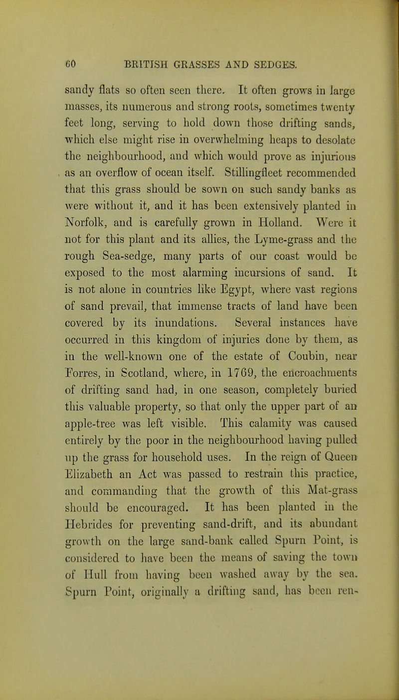 sandy flats so often seen there. It often grows in large masses, its numerous and strong roots, sometimes twenty feet long, serving to hold down those drifting sands, which else might rise in overwhelming heaps to desolate the neighbourhood, and which would prove as injurious as an overflow of ocean itself. Stillingfleet recommended that this grass should be sown on such sandy banks as were without it, and it has been extensively planted in Norfolk, and is carefully grown in Holland. Were it not for this plant and its allies, the Lyme-grass and the rough Sea-sedge, many parts of our coast would be exposed to the most alarming iucursions of sand. It is not alone in countries like Egypt, where vast regions of sand prevail, that immense tracts of land have been covered by its inundations. Several instances have occurred in this kingdom of injuries done by them, as in the well-known one of the estate of Coubin, near Porres, in Scotland, where, in 1769, the encroachments of drifting sand had, in one season, completely buried this valuable property, so that only the upper part of an apple-tree was left visible. This calamity was caused entirely by the poor in the neighbourhood having pulled up the grass for household uses. In the reign of Queen Elizabeth an Act was passed to restrain this practice, and commanding that the growth of this Mat-grass should be encouraged. It has been planted in the Hebrides for preventing sand-drift, and its abundant growth on the large sand-bank called Spurn Point, is considered to have been the means of saving the town of Hull from having been washed away by the sea. Spurn Point, originally a driftnig sand, has been ren-