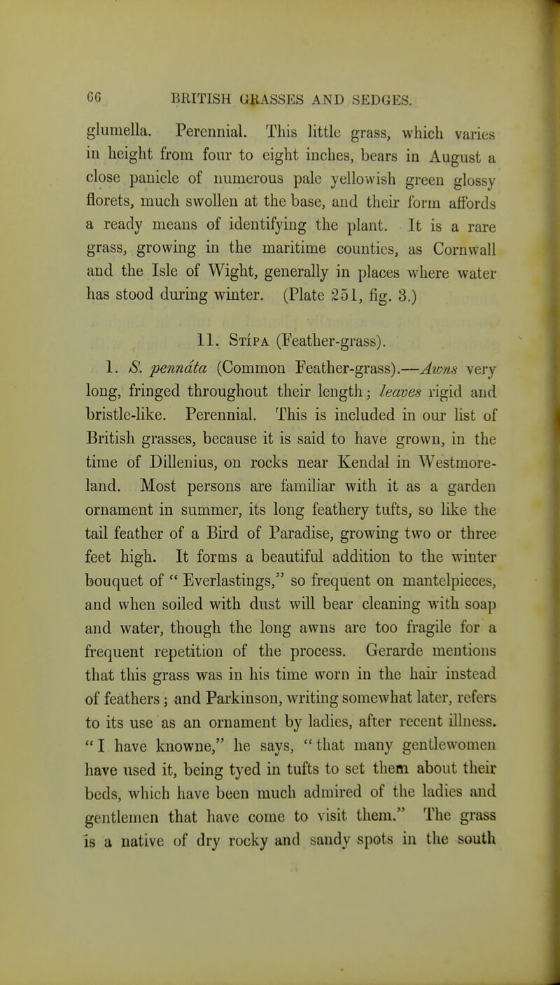 gliimella. Perennial. This little grass, which varies in height from four to eight inches, bears in August a close panicle of numerous pale yellowish green glossy florets, much swollen at the base, and their form affords a ready means of identifying the plant. It is a rare grass, growing in the maritime counties, as Cornwall and the Isle of Wight, generally in places where water has stood during winter. (Plate 251, fig. 3.) 11. Stipa (Peather-grass). 1. S. penndta (Common Peather-grass).—Awm very long, fringed throughout their length; leaves rigid and bristle-like. Perennial. This is included in our list of British grasses, because it is said to have grown, in the time of Dillenius, on rocks near Kendal in Westmore- land. Most persons are familiar with it as a garden ornament in summer, its long feathery tufts, so like the tail feather of a Bird of Paradise, growing two or three feet high. It forms a beautiful addition to the winter bouquet of Everlastings, so frequent on mantelpieces, and when soiled with dust will bear cleaning with soap and water, though the long awns are too fragile for a frequent repetition of the process. Gerarde mentions that this grass was in his time worn in the hair instead of feathers; and Parkinson, writing somewhat later, refers to its use as an ornament by ladies, after recent illness. I have knowne, he says, that many gentlewomen have used it, being tyed in tufts to set them about their beds, which have been much admired of the ladies and gentlemen that have come to visit them. The grass is a native of dry rocky and sandy spots in the south
