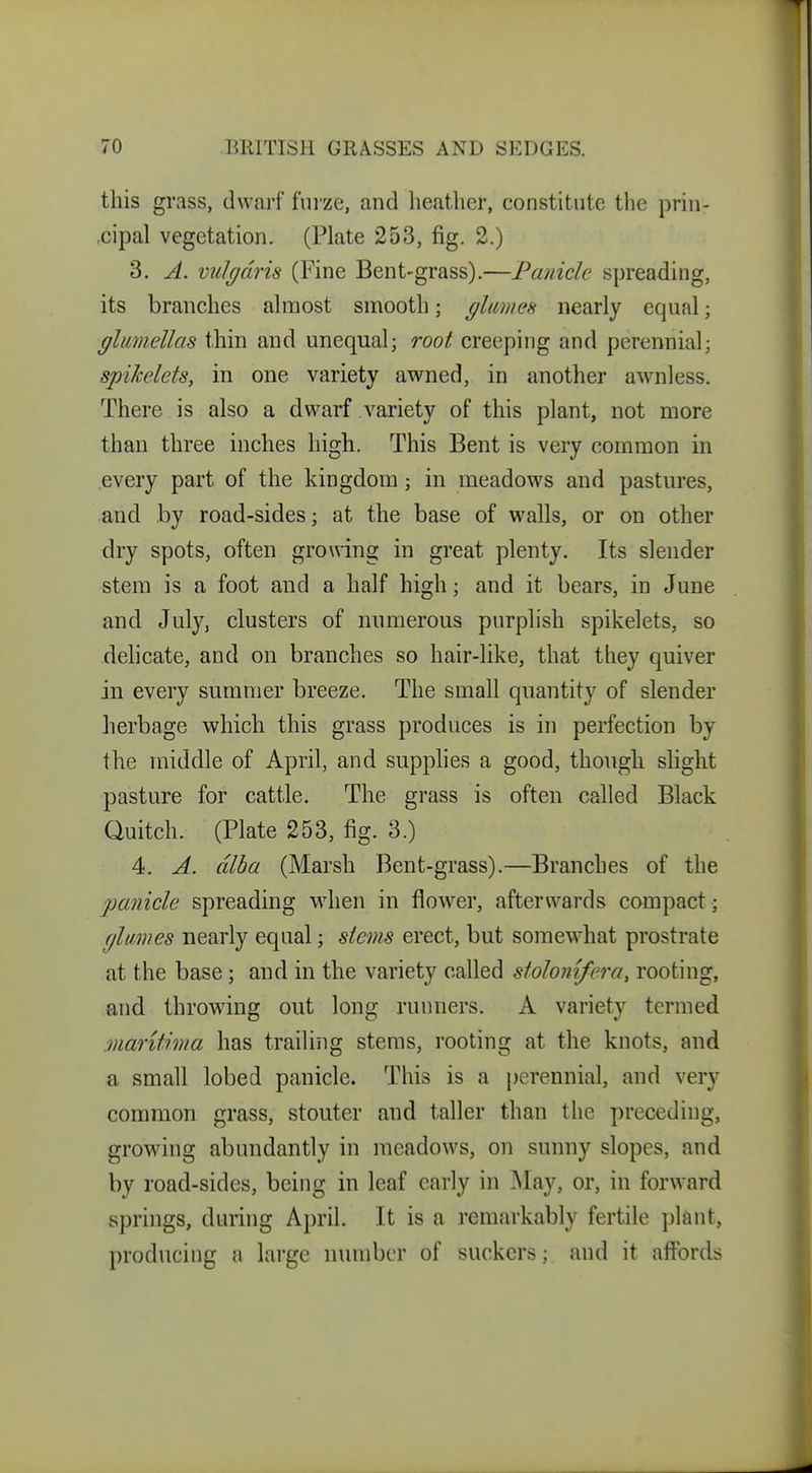 this grass, dwarf fuize, and heather, constitute the prin- cipal vegetation. (Plate 253, fig. 2.) 3. A. vulgdris (Fine Bent-grass).—Panicle spreading, its branches almost smooth; glumes nearly equal; glumellas thin and unequal; root creeping and perennial; spikelets, in one variety awned, in another awnless. There is also a dwarf variety of this plant, not more than three inches high. This Bent is very common in every part of the kingdom ; in meadows and pastures, and by road-sides; at the base of walls, or on other dry spots, often growing in great plenty. Its slender stem is a foot and a half high; and it bears, in June and July, clusters of numerous purplish spikelets, so dehcate, and on branches so hair-like, that they quiver in every summer breeze. The small quantity of slender herbage which this grass produces is in perfection by the middle of April, and supplies a good, though shght pasture for cattle. The grass is often called Black Quitch. (Plate 253, fig. 3.) 4. A. alba (Marsh Bent-grass).—Branches of the panicle spreading when in flower, afterwards compact; glumes nearly equal; stems erect, but somewhat prostrate at the base; and in the variety called stolonifera, rooting, and throwing out long runners. A variety termed mantima has trailing stems, rooting at the knots, and a small lobed panicle. This is a perennial, and very common grass, stouter and taller than the preceding, growing abundantly in meadows, on sunny slopes, and by road-sides, being in leaf early in May, or, in forward springs, during April. It is a remarkably fertile plant, producing a large number of suckers; and it affords