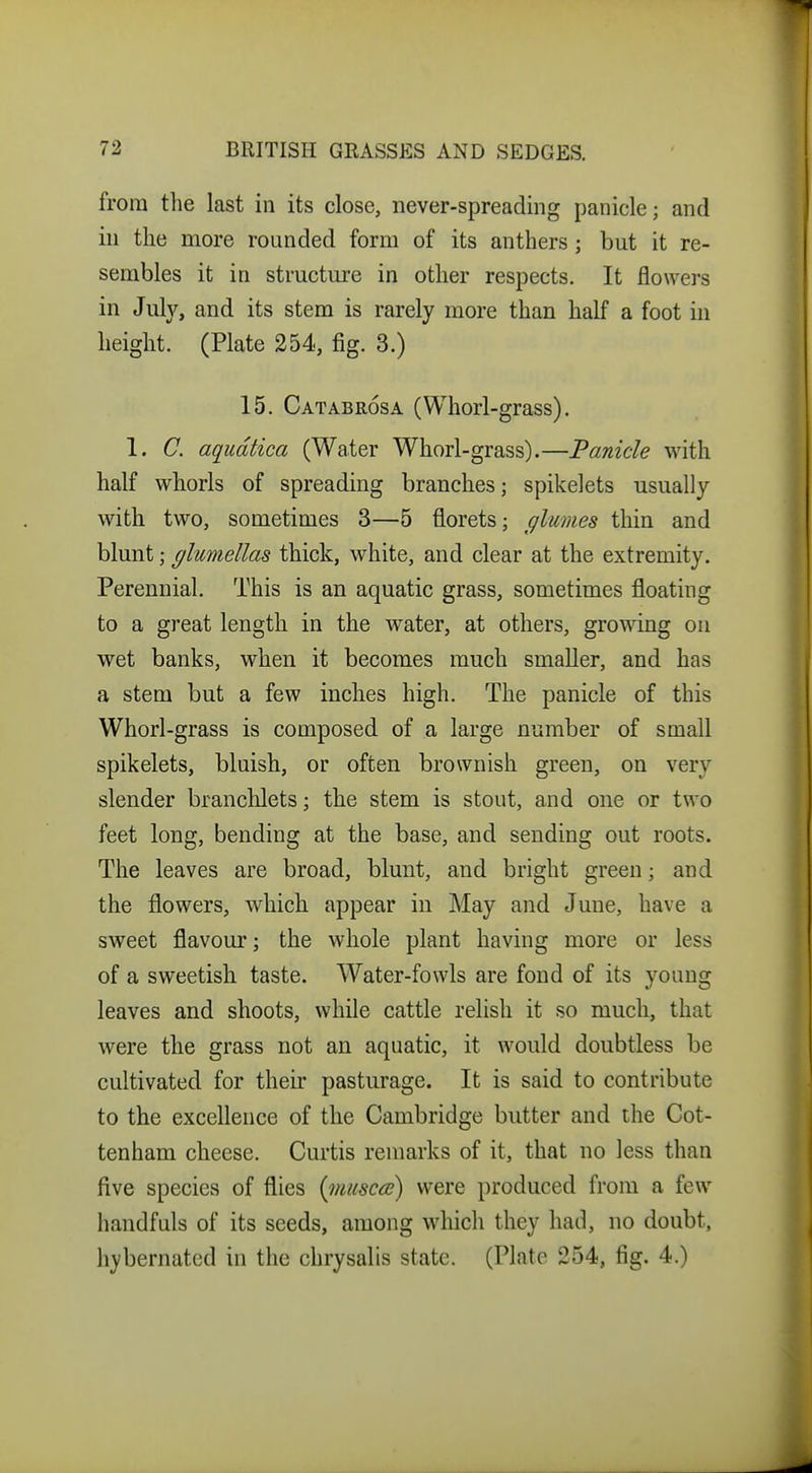 from the last in its close, never-spreading panicle; and in the more rounded form of its anthers; but it re- sembles it in sti'uctm-e in other respects. It flowers in July, and its stem is rarely more than half a foot in height. (Plate 254, fig. 3.) 15. Catabrosa (Whorl-grass). 1. C. aqudtica (Water Whorl-grass).—Panicle with half whorls of spreading branches; spikelets usually with two, sometimes 3—5 florets; glumes thin and blunt; glmiellas thick, white, and clear at the extremity. Perennial. This is an aquatic grass, sometimes floating to a great length in the water, at others, growing on wet banks, when it becomes much smaller, and has a stem but a few inches high. The panicle of this Whorl-grass is composed of a large number of small spikelets, bluish, or often brownish green, on very slender branchlets; the stem is stout, and one or two feet long, bending at the base, and sending out roots. The leaves are broad, blunt, and bright green; and the flowers, which appear in May and June, have a sweet flavour; the whole plant having more or less of a sweetish taste. Water-fowls are fond of its young leaves and shoots, while cattle relish it so much, that were the grass not an aquatic, it would doubtless be cultivated for their pasturage. It is said to contribute to the excellence of the Cambridge butter and the Cot- tenham cheese. Curtis remarks of it, that no less than five species of flies {miisas) were produced from a few handfuls of its seeds, among which they had, no doubt, liybernatcd in the chrysalis state. (Plato 254, fig. 4.)