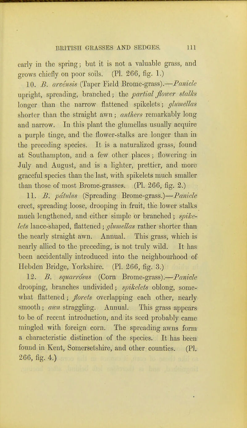early in the spring; but it is not a valuable grass, and grows chiefly on poor soils, (PI. 266, fig. 1.) 10. B. arvensis (Taper Field Brome-grass).—Panicle upright, spreading, branched; the partial flower stalks longer than the narrow flattened spikelets; (jlumellas shorter than the straight awn; anthers remarkably long and narrow. In this plant the glumellas usually acquire a purple tinge, and the flower-stalks are longer than in the preceding species. It is a naturalized grass, found at Southampton, and a few other places; flowering in July and August, and is a lighter, prettier, and more graceful species than the last, with spikelets much smaller than those of most Brome-grasses. (PL 266, fig. 2.) 11. B. pdtiiliis (Spreading Brome-grass.)—Panicle erect, spreading loose, drooping in fruit, the lower stalks much lengthened, and either simple or branched ; spike- lets lance-shaped, flattened; glumellas rather shorter than the nearly straight awn. Annual, This grass, which is nearly allied to the preceding, is not truly wild. It has been accidentally introduced into the neighbourhood of Hebden Bridge, Yorkshire. (PI. 266, fig. 3.) 12. B. squarrosus (Corn Brome-grass),—Panicle drooping, branches undivided; spikelets oblong, some- what flattened; florets overlapping each other, nearly smooth; aivn straggling. Annual. This grass appears to be of recent introduction, and its seed probably came mingled with foreign corn. The spreading awns form a characteristic distinction of the species. It has been found in Kent, Somersetshire, and other counties. (PI. 266, fig. 4.)