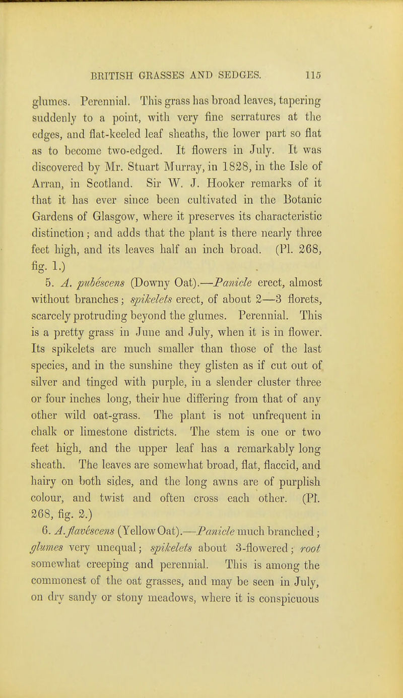 glumes. Perennial. This grass has broad leaves, tapering suddenly to a point, with very fine serratures at the edges, and flat-keeled leaf sheaths, the lower part so flat as to become two-edged. It flowers in July. It was discovered by Mr. Stuart Murray, in 1828, in the Isle of Arran, in Scotland. Sir W. J. Hooker remarks of it that it has ever since been cultivated in the Botanic Gardens of Glasgow, where it preserves its characteristic distinction; and adds that the plant is there nearly three feet high, and its leaves half an inch broad. (PI. 268, fig. 1.) ^ 5. A. ptibescens (Downy Oat).—Panicle erect, almost without branches; spihelets erect, of aboat 2—3 florets, scarcely protruding beyond the glumes. Perennial. This is a pretty grass in June and July, when it is in flower. Its spikelets are much smaller than those of the last species, and in the sunshine they glisten as if cut out of silver and tinged with purple, in a slender cluster three or four inches long, their hue differing from that of any other wild oat-grass. The plant is not unfrequent in chalk or limestone districts. The stem is one or two feet high, and the upper leaf has a remarkably long sheath. The leaves are somewhat broad, flat, flaccid, and hairy on both sides, and the long awns are of purplish colour, and twist and often cross each other. (PI. 268, fig. 2.) 6. A.fiavtscens (YellowOat).—Panicle much branched; glvAnes very unequal; spikelets about 3-flowered; root somewhat creeping and perennial. This is among the commonest of the oat grasses, and may be seen in July, on dry sandy or stony meadows, where it is conspicuous