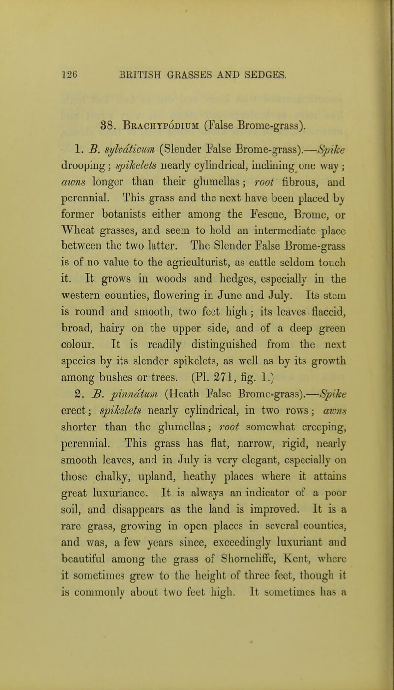 38. Brachypodium (False Brome-grass). 1. B. sylvdticum (Slender False Brome-grass).—Sjnke drooping; sjpikelets nearly cylindrical, inclining one way; awns longer than their gluraellas; root fibrous, and perennial. This grass and the next have been placed by former botanists either among the Fescue, Brome, or Wheat grasses, and seem to hold an intermediate place between the two latter. The Slender False Brome-grass is of no value to the agriculturist, as cattle seldom touch it. It grows in woods and hedges, especially in the western counties, flowering in June and July. Its stem is round and smooth, two feet high; its leaves flaccid, broad, hairy on the upper side, and of a deep green colour. It is readily distinguished from the next species by its slender spikelets, as well as by its growth among bushes or trees. (PI. 271, fig. 1.) 2. B. pinndtum (Heath False Brome-grass).—Spike erect; spikelets nearly cylindrical, in two rows; awns shorter than the glumeUas; root somewhat creeping, perennial. This grass has flat, narrow, rigid, nearly smooth leaves, and in July is very elegant, especially on those chalky, upland, heathy places where it attains great luxuriance. It is always an indicator of a poor soil, and disappears as the land is improved. It is a rare grass, growing in open places in several counties, and was, a few years since, exceedingly luxuriant and beautiful among the grass of Shorncliffe, Kent, where it sometimes grew to the height of three feet, though it is commonly about two feet high. It sometimes has a