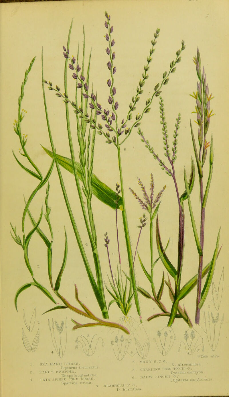 -J , SKA ll/Mil) G liASS, l.i'pi iiriis incurvaLuS ?, F.AItl.Y KNAI'l'IA, Kii.1 |jpia agrusl idea . •I TWIN com) citAss, Sp;ir i ina slncia I MAJSY S.C.O, S . ii \ I I'j-Mil'lor'' .5 . CliKI-.rlNG IXXIS ■i'oo-|-|i G , Cynotlon Hai-ll von 0 IIAIHY KINGI'lJI C ,■ 7 , ai.AllliOI'S !•■ G . I) h II nil I'li.'-i