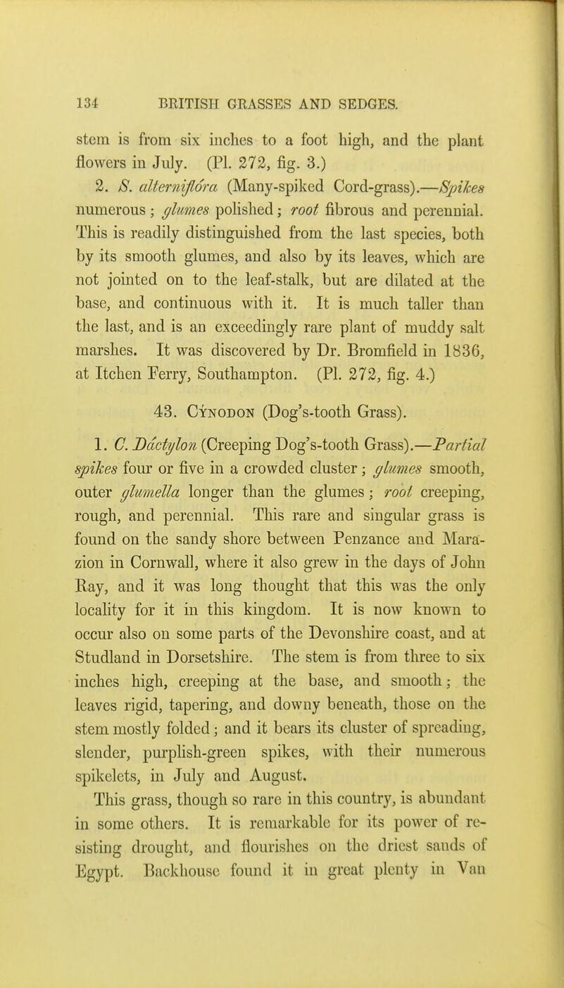 stem is from six inches to a foot high, and the plant flowers in July. (PL 272, fig. 3.) 2. S. alternijlora (Many-spiked Cord-grass).—Spikes numerous; glumes polished; root fibrous and perennial. This is readily distinguished from the last species, both by its smooth glumes, and also by its leaves, which are not jointed on to the leaf-stalk, but are dilated at the base, and continuous with it. It is much taller than the last, and is an exceedingly rare plant of muddy salt marshes. It was discovered by Dr. Bromfield in 1836, at Itchen Ferry, Southampton. (PI. 272, fig. 4.) 43. Cynodon (Dog's-tooth Grass). 1. (7. Dcictylon (Creeping Dog's-tooth Grass).—Partial spikes fom' or five in a crowded cluster; glumes smooth, outer glumella longer than the glumes; root creeping, rough, and perennial. This rare and singular grass is found on the sandy shore between Penzance and Mara- zion in Cornwall, where it also grew in the days of John Ray, and it was long thought that this was the only locality for it in this kingdom. It is now known to occur also on some parts of the Devonshire coast, and at Studlaud in Dorsetshire. The stem is from three to six inches high, creeping at the base, and smooth; the leaves rigid, tapering, and downy beneath, those on the stem mostly folded; and it bears its cluster of spreading, slender, purpHsh-green spikes, with their numerous spikelets, in July and August. This grass, though so rare in this country, is abundant in some others. It is remarkable for its power of re- sisting drought, and flourishes on the driest sands of Egypt. Backhouse found it in great plenty in Van
