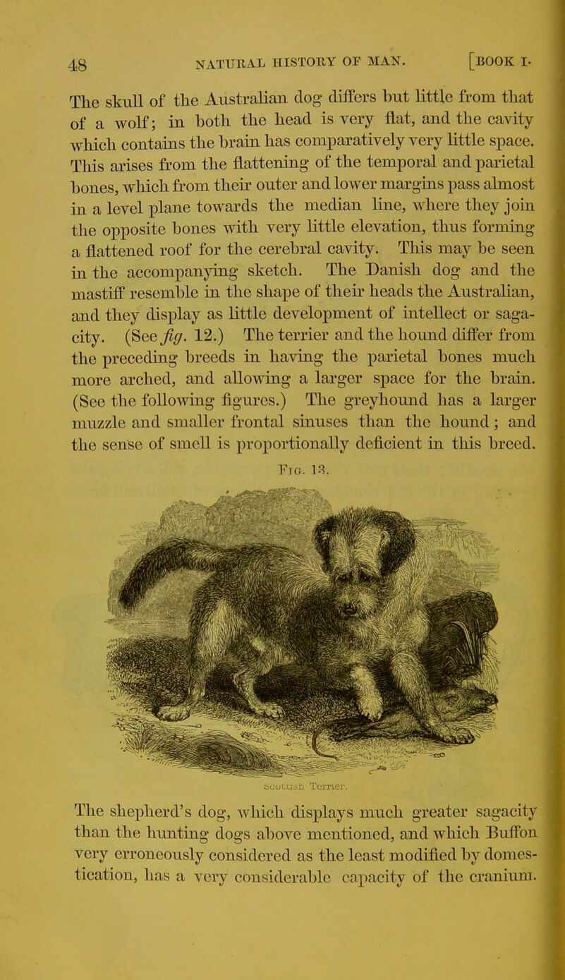 The skull of tlie Australian dog differs hut little from that of a wolf; in hoth the head is very flat, and the cavity which contains the hrain has comparatively very little space. This arises from the flattening of the temporal and parietal bones, which from their outer and lower margins pass almost in a level plane towards the median line, where they join the opposite bones with very little elevation, thus forming a flattened roof for the cerebral cavity. This may be seen in the accompanying sketch. The Danish dog and the mastiff resemble in the shape of their heads the Australian, and they display as little development of intellect or saga- city. (See Jig. 12.) The terrier and the hound differ from the preceding breeds in having the parietal bones much more arched, and allowing a larger space for the brain. (See the following figures.) The greyhound lias a larger muzzle and smaller frontal sinuses than the hound; and the sense of smell is proportionally deficient in this breed. bcotusb Terner. The shepherd's dog, Avhicli displays much greater sagacity than the himting dogs above mentioned, and which Buffon very erroneously considered as the least modified by domes- tication, has a very considerable capacity of the cranium. f