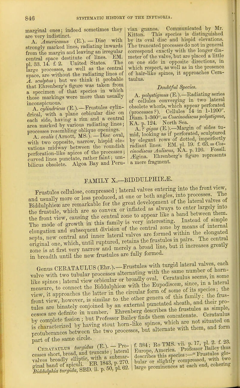 marginal ones; indeed sometimes they are very indistinct. A. Americanus (E.). — Disc with strongly marked lines, radiating inwards from the margin and leaving an inegidar central space destitute of lines. EM. pi. 33. 14. f. 2. United States. The laro-e processes, as well as the central space, are without the radiating lines of A. sndptus; hnt we think it probable that Ehrenberg's figvu-e was taken from a specimen of that species in which those markings were more than usually inconspicuous. A. cylindricus (E.).—Frustules cylin- drical, with a plane orbicular disc on each side, having a rim and a central area marked by vai-ious radiatiug lmes; processes resembling oblique opemngs. A. ovalis (Arnott, MS.). — Disc oval, with two opposite, narrow, hispid ele- vations midway between the roundish perforation-like apices of the processes; curved lines pimctate, rather faint; um- bilicus obsolete. Algoa Bay aud Peru- vian gnanos. Communicated by Mr. Kitton. This species is distinguished by its oval disc and hispid elevations. The truncated processes do not in general correspond exactly with the longer dia- meter of the valve, but are placed a little on one side in opposite directions, in which respect, as well as in the presence of hair-like spines, it approaches Cera- taulus. Doubtful Species. A. polystigmus (E.).~Radiating series of cellules converging in two lateral obsolete whorls, which appear perforated (processes ?). Cellules 14 in 1-1200. Diam. l-3Q0.= Coscinodiscm polystigma, KA. p. 124. North Sea. A. ? gigas (E.).—Margin of sides tu- mid, looking as if perforated, sculptured bv eleffant rows of dotted, imperfectly radiant lines. EM. pi. 19. f. Q3.= Cos- cinodiscus Auliscus, KA. p. 126. Fossil, ^gina. Ehrenberg's figure represents I a mere fragment. FAMILY X.—BIDDTJLPHIE^. Frustules cellulose, compressed; lateral valves entering into the &-ont view and ruaiy more or less produced, at one or both angles into P^^^^^^^J^^f Z W tw!t^s4g the^ntral .one to appear like a W be^e^ ^- The mode of growth in tHs W^^^^^^^^^^ elongation and subsequent ^™ ^^'f^^e fo^^^^ Jthin the elongated septa, new ^^^^J^.^l^^Ztl^^^^^ The ceW ^SfrSsTt'/n^^orarm^^^^^^^ l^e, but it increases greatly in breadth until the new frustules are fully formed. r^nn. CFHATAULUS (Ehr.).—Fnistules with turgid lateral valves, each J::Z^^Zl^r,.^^^^^^^ alternating with ^^^^^^l^Ze like spines; lateral view orbiou^^r or ^>-?f r^no tof lateral measiire, to connect the Biddulphiese with the Eiipod^^^^. J^^^^^ _ Sew, it approaches the latter in the cii-cular form of ^^P^^^'^' 'f^! Sont view, however, is similar to the other genera of .^^^^^ 5es are binately conjoined by an external pi^^^^^^ PPS-^P-; are definite in number. Ehrenberg descubes tne irustiuea i complete ^^^^^ ; but Professor BaHey finds them coucatenate^ to aulus Karacterized by having stout l^orn-^e jines^ w^^^^^^ tlU protuberances between the two processes, but alternate witn w , part of the same circle. i o f o-? C...r.^vs turgid^ i^-}--,^^:,^:, %Zl^J^!,.l>\.&Ve^Ss cesses short, broad and truncate latera f ™ica^ ^ ^j,. valves broadly eUf ic, with a snbmai- jf ^^^u f compressed witii two ginal band of ^B^^euli- E^^^ ISA P- 2^^; f-^^ .^^ices at each end, cohenng Biddulphia turgtda, SJ3U. u. p. ov, pi. a t