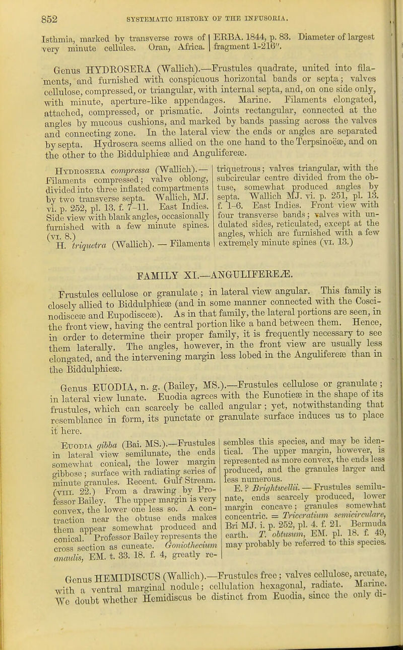 Isthmia, marked hy transverse rows of I EEBA. 1844, p. 83. Diameter of largest very minute cellules. Orau, Africa, j fragment 1-216. Genus HYDEOSEEA (Wallich).—Frustules quadrate, united into fila- ments and furnished with conspicuous horizontal bands or septa; valves cellulose, compressed, or triangular, with internal septa, and, on one side only, with minute, aperture-like appendages. Marine. Filaments elongated, attached, compressed, or prismatic. Joints rectangular, connected at the angles by mucous cushions, and marked by bands passiug across the valves and connecting zone. In the lateral view the ends or angles are separated by septa. Hydrosera seems allied on the one hand to the Terpsinoeie, and on the other to the Biddulphieffi and Angulifereae. Hyduoseba compressa (Wallich).— Filaments compressed; valve oblong, divided into three inflated compartments by two transverse septa. Wallich, MJ. vi. p. 252, pi. 13. f. 7-11. East Indies. Side view with blank angles, occasionally furnished with a few minute spines. (VI. 8.) H. triquetra (Wallich). — FUaments triqueti'ous; valves triangular, with the subcii'cular centi'e divided from the ob- tuse, somewhat produced angles by septa. Wallich MJ. vi. p. 251, pi. 13. f. 1-6. East Indies. Front view with fom' transverse bands; valves with im- dulated sides, reticulated, except at the angles, which are famished with a few extreniely minute spines (vi. 13.) FAMILY XI.—ANGULIFEEE^. FiTistules cellulose or granulate ; in lateral view angular. This fanuly is closely allied to Biddulphieae (and in some manner connected with the Cosci- nodisceas and Eupodiscete). As in that famUy, the lateral portions are seen, m the front view, having the central portion like a band between them. Hence, in order to determine their proper family, it is frequently necessary to see them lateraUy. The angles, however, in the front view are usually less elongated, and the intervening margia less lobed in the Anguiifere» than m the Biddulphieae. Genus EUODIA, n. g. (BaHey, MS.).—Frustules ceHulose or granulate; in lateral view lunate. Euodia agrees with the Eunotieas in the shape of its frustules wHch can scarcely be caUed angular ; yet, notwithstanding that resemblance in form, its punctate or granulate surface induces us to place it here. Euodia gihha (Bai. MS.).—Frustules in lateral view semilunate, the ends somewhat conical, the lower margin gibbose ; surface with radiating series of minute granules. Recent. Gulf Stream, (vrci. 22.) Prom a di-awuig by Pro- fessor Bailey. The upper margin is very convex, the lower one less so. A con- traction near the obtuse ends makes them appear somewhat produced and conical. Professor Bailey represents the cross section as cuneate. Goniothecium anaulis, EM. t. 33. 18. f. 4, greatly re- sembles this species, and may be iden- tical. The upper marghi, however, is represented as more convex, the ends less produced, and the granules larger and less numerous. E. ? Bri(/Jiticellii. — Frustides semilu- nate, ends scarcely produced, lower margin concave; gi-anides somewhat concentric. = Triccmtium scmicirculare, Bri MJ. i. p. 252, pi. 4. f. 21. Bermuda earth. T. obtmim, EM. pi. 18. f. 49, may probably be referred to this species. Genus HEMIDISCUS (Wallich).—Frustules free; valves cellulose, arcuate, ventral marginal nodule; collulation hexagonal, radiate. Mai-me. with a vonirai iuaj.yiiii o ^ . i We doubt whether Hemidiscus be distinct from Euodia, since the only di