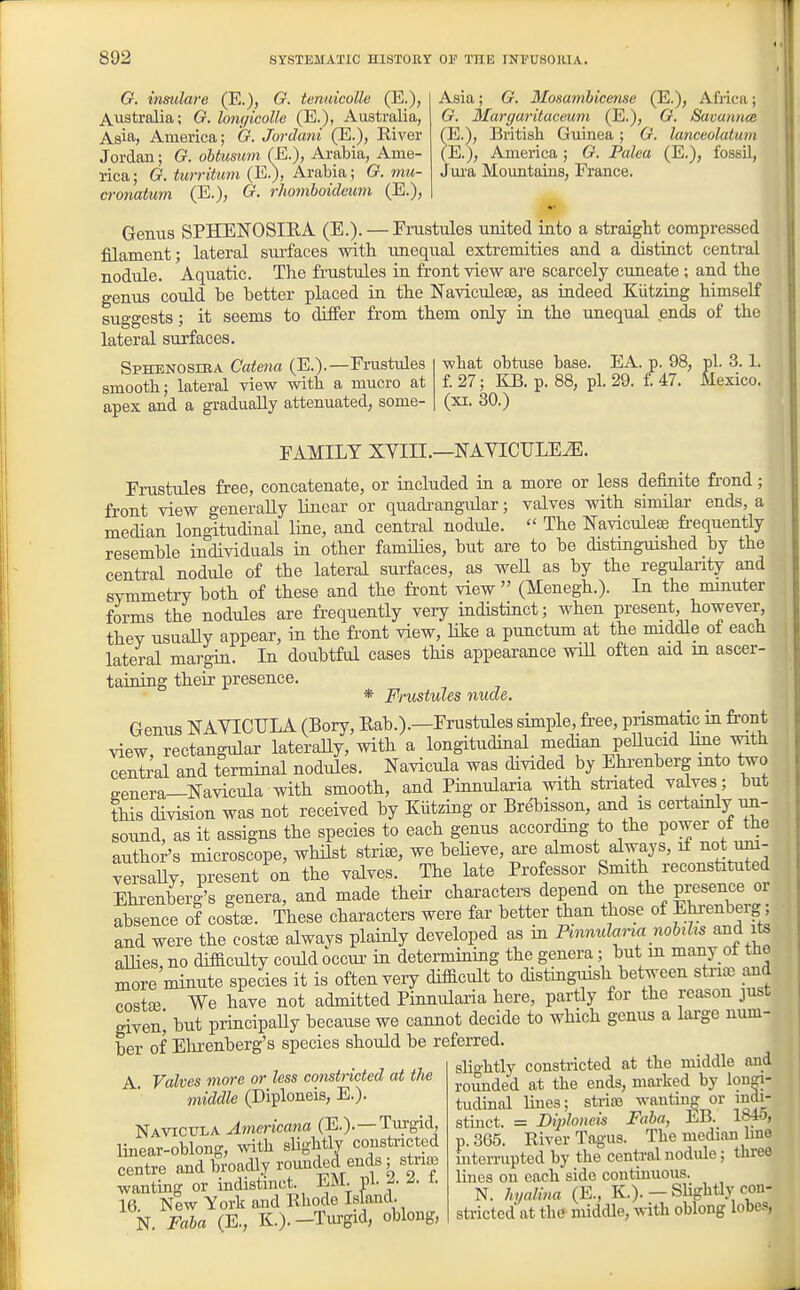 G. insulare (E.), G. temdcoUe (E.), Australia; G. lonyicolle (E.), Australia, Asia, America; G. Jordani (E.), River Jordan; G. obtusum (E.), Arabia, Ame- rica; G. turrititm (E.), Arabia; G. mti- cronatum (E.), G. rhomboidcum (E.), Asia; G. Mosambicmse (E.), Africa; G. Maryaritaceum (E.), G. Savannce TE.), British Guinea; G. lanceolatum {El.), America; G. Pulea (E.), fossil, Jui'a Mountains, France. Genus SPHENOSIEA (E.). — Frustules united into a straight compressed filament; lateral siu-faces with unequal extremities and a distinct central nodule. Aquatic. The frustules in front view are scarcely cuneate ; and the genus could be better placed in the Kaviculese, as indeed Kiitzing himself suggests; it seems to differ from them only in the unequal ends of the lateral surfaces. SpHENOsmA Catena (E.).—Frustules smooth; lateral view vnth a mucro at apex and a gradually attenuated, some- what obtuse base. EA. p. 98, pi. 3.1. f. 27; KB. p. 88, pi. 29. i 47. Mexico. (XI. 30.) FAMILY XYIII.—NAYICULEiE. Frustules free, concatenate, or included in a more or less definite frond; front view generally linear or quadrangular; valves with similar ends, a median longitudinal line, and central nodule.  The Naviculeae fi-equently resemble individuals in other famiHes, hut are to be distinguished by the central nodule of the lateral surfaces, as weU as by the regulanty and symmetry both of these and the front view  (Menegh.). In the minuter forms the nodules are frequently very indistinct; when present however they usuaUy appear, in the fi'ont view, like a pimctum at the middle of each lateral margin. In doubtful cases this appearance will often aid m ascer- taining their presence. * Frustules nude. Genus NAYICTJLA (Bory, Kab.).—Frustules simple, free, prismatic in front view, rectangular laterally, with a longitudinal median peUucid kne with central and terminal nodules. Navicula was divided by Ehrenberg into two genera—Navicula with smooth, and Pinnularia with striated valves ; but this division was not received by Kiitzing or Brebisson, and is certainly un- sound, as it assigns the species to each genus according to the power ot the author's microscope, whilst stri^, we believe, are almost always, if not um- yersaUy, present on the valves. The late Professor Smith reconstituted Ehrenberg's genera, and made their characters depend on the presence or absence of coL. These characters were far better than those of Ehi-enberg; and were the costiE always plainly developed as m Pmnularm nohlis and ite allies no difSculty could occui- in determining the genera; but in many ot tJie more minute species it is often very dif&cult to distinguish between striae and Sstaj We have not admitted Pinnularia here, partly for the reason just given] but principally because we cannot decide to which genus a lai'ge num- ber of Elirenberg's species should be referred. slio'htly constricted at the middle and A. Valves more or less constricted at the middle (Diploneis, E.). Navictjla Americana (E.). —Turgid, linear-oblong, with slightly constncted centre and broadly rounded ends; stn^ wanting or indistinct. EM. pi. ^- i- 16 New York and Rhode Island. N. Faba (E., K.). —Tiugid, oblong, rounded at the ends, marked by longi- tudinal lines; strioe wanting or indi- stinct. = Diploneis Faba, EB. 1S40, p. 365. River Tagus. The median hue interrupted by the central nodule; three lines on each side continuous. N. hyalina (E., K.). — SUghtly con- stricted at the middle, with oblong lobes, 1