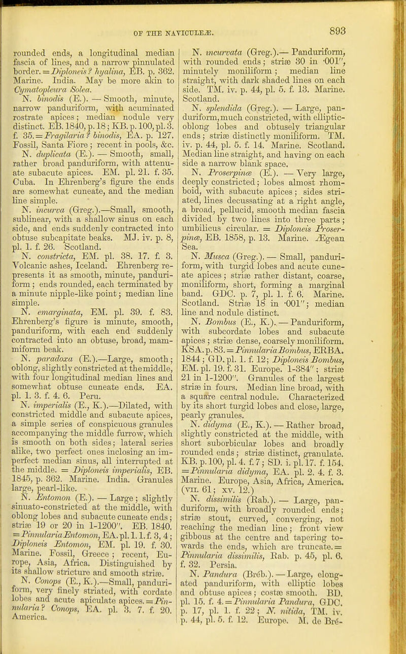 rounded ends, a longitudinal median fascia of lines, and a narrow piuuulated hordei: = Diploncis ? hi/alina, EB. p. 302. Marine. India. May be more aJiin to Cymatoplcura Solea. N. hinodis (E.). — Smooth, minute, narrow pandmifoi-m, with aeimiinated rostrate apices; median nodule very distinct. EB. 1840, p. 18; KB. p. 100, pi. 3. f. 35. = Fmgilaria hinodis, EA. p. 127. Fossil, Santa Fiore ; recent in pools, &c. N. duplicata (E.). — Smooth, small, rather broad panduriform, with attenu- ate subacute apices. EM. pi. 21. f. 35. Cuba. In Ehrenberg's figure the ends are somewhat cuneate, and the median line simple. N. incurva (Greg.).—Small, smooth, sublinear, with a shallow sinus on each side, and ends suddenly contracted into obtuse subcapitate beaks. MJ. It. p. 8, pi. 1. f. 26. Scotland. N. constricta, EM. pi. 38. 17. f. 3. Volcanic ashes, Iceland. Ehrenberg re- presents it as smooth, minute, panduri- form ; ends roimded, each terminated by a minute nipple-like point; median line simple. N. eviarginata, EM. pi. 39. f. 83. Ehrenberg's figure is minute, smooth, pandm-iform, with each end suddenly contracted into an obtuse, broad, mam- miform beak. N. paradoxa (E.).—Large, smooth; oblong, slightly constricted at the middle, with four longitudinal median lines and somewhat obtuse cimeate ends. EA. pi. 1. 3. f. 4. 6. Peru. N. imperialis (E., K.).—^Dilated, with constiicted middle and subacute apices, a simple series of conspicuous gi-anides accompanjdng the middle fun-ow, which is smooth on both sides; lateral series alike, two perfect ones inclosing an im- perfect median sinus, all intermpted at the middle. = JDiploneis impmialis, EB. 1845, p. 362. Marine. India. Granules large, pearl-like. _ N. Entomon (E.). — Large ; slightly fiinuato-constricted at the middle, with oblong lobes and subacute cuneate ends; strife 19 or 20 in 1-1200. EB. 1840. = PinnulariaMitomon, EA. pi. 1.1. f. 3, 4; JDiploneis Entomon, EM. pi. 19. f. 30. Marine. Fossil, Greece ; recent, Eu- rope, Asia, Africa. Distinguished by its shallow stricture and smooth strife. N. Conops (E., K.).—Small, panduri- fom, very finely striated, ^vith cordate lobes and acute apiculate apices, = Pin- milaria? Conops, EA. pi. 3. 7. {. 20. America. N. tncurvata (Greg.).— Panduriform, with rounded ends; striae 30 in 'OOl, minutely moniliform; median line straight, with dark shaded lines on each side. TM. iv. p. 44, pi. 5. f. 13. Maiine. Scotland. N. splcndida (Greg.). — Large, pan- duriform, much constricted, with ellijjtic- oblong lobes and obtusely triangular ends; striss distinctly moniliform. TM. iv. p. 44, pi. 5. f. 14. Marine. Scotland. Median line straight, and having on each side a narrow blank space. N. Proserpince (E.). — Very large, deeply constricted; lobes almost rhom- boid, with subacute apices; sides stri- ated, lines decussatiag at a right angle, a broad, pellucid, smooth median fascia divided by two lines into three parts; mnbilicus circular. = Diploneis Proser- pince, EB. 1858, p. 13. Marine, ^gean Sea. N. Musca (Greg.). — Small, pandmi- form, with turgid lobes and acute cune- ate apices; striae rather distant, coarse, moniliform, short, forming a marginal band. GDC. p. 7, pi. 1. f. 6. Marine. Scotland. Striae 18 in -001; median line and nodule distinct. N. Bombus (E., K.). — Pandm-ifonn, with subcordate lobes and subacute apices ; striae dense, coarsely moniliform. IlSA. p. 83. = PinmdariaBo7nbus, ERBA. 1844; GD.pl. 1. f. 12; Diploneis Bombus, EM. pi. 19. f. 31. Eiu'ope. 1-384; strife 21 in 1-1200. Granules of the largest striae in fom-s. Median line broad, with a scjuare central nodule. Characterized by its shoi-t tru-gid lobes and close, large, pearly granules. N. didyma (E., K.). — Rather broad, slightly constr-icted at the middle, vdth shoi-t suborbicular lobes and broadly rounded ends; stiia3 distinct, gi-auulate. KB. p. 100, pi. 4. f 7; SD. i. pi. 17. i. 154. = Pinnularia didyma, EA. pi. 2. 4. f. 3. Marine. Em-ope, Asia, Africa, America, (vn. 61; XV. 12.) N. dissimilis (Rab.). — Large, pan- duriform, with broadly rounded ends; stria9_ stout, curved, converging, not reaching the median lino; front view gibbous at the centre and tapering to- wards the ends, which are truncate. = Pinnularia dissimilis, Rab. p. 45, pi, 6. f. 32. Persia. ^. Pandura (Br(5b.).—Large, elong- ated panduriform, with elliptic lobes and obtuse apices; costte smooth. BD. pi. 15. f. A. = Pinnularia Pandura, GDC. p. 17, pi. 1. f 22; N. nitida, TM. iv. p. 44, pi. 5. I 12. Europe. jM, de Bi-^-