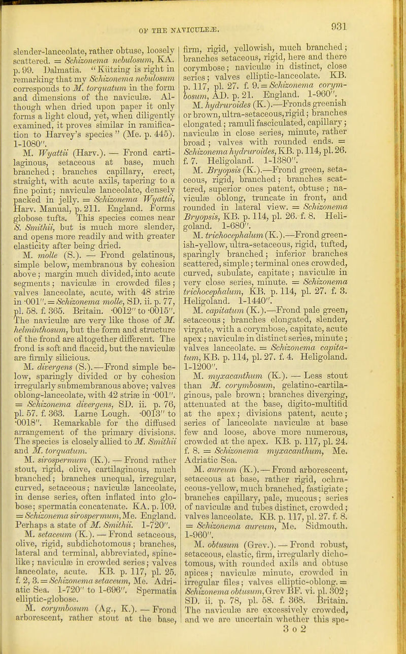 sloiuier-lauceolate, rather obtuse, loosely scattered. = Schizo/iema nehulosum, KA. p. 99. Dalmatia.  Kiitziug is right in remarking that niy Schkonema nehulosum corresponds to M. torquatum in the form and dimensions of the navicidae. Al- though when di'ied upon paper it only fonus a light cloud, yet, when diligently examined, it proves similar in ramifica- tion to Hai'vey's species  (Me. p. 445). 1-1080. M. Wyattii (HaiT.). — Frond carti- laginous, setaceous at base, much branched; branches capillary, erect, sti-aight, with acute axils, tapering to a fine point; naviculse lanceolate, densely packed in jeUy. = Schizonema Wyattii, Hai'v. Manual, p. 211. England. Foi-ms globose tufts. This species comes near S. Smithii, but is much more slender, and opens more readily and with greater elasticity after being dried. M. moUe (S.). — Frond gelatinous, simple below, membranous by cohesion above; margin much divided, into acute segments; navicidas in crowded files; valves lanceolate, acute, with 48 striae in •(Xy[.. = Schizone7na molle, SD. ii. p. 77, pi. 58. £365. Britain. -0012 to-0015. The naviculse are very like those of M. helminthosum, but the form and structure of the frond are altogether different. The frond is soft and flaccid, but the naviculffi are firmly siLicious. M. divergem (S.).—Frond simple be- low, sparingly divided or by cohesion irregiilarly snbmembranous above; valves oblong-lanceolate, with 42 striae in -001. = Schizotiema divergens, SD. ii. p. 76, pi. 57. f. 363. Lame Lough. -0013 to •0018. Remarkable for the difltused arrangement of the primary divisions. The species is closely allied to M. Smithii and M. torquatum. M. sirospermum (K.). — Frond rather stout, rigid, olive, cartilaginous, much branched; branches imequal, irregular, curved, setaceous; navicidse lanceolate, in dense series, often inflated into glo- bose; spennatia concatenate. ILA.. p. 109. = Schizonema sirospe)-mu7)i,M.e. England. Perhaps a state of M. Smithii. 1-720. M. setaceum (K.). — Frond setaceous, olive, rigid, subdichotomous; branches, lateral and terminal, abbreviated, spine- like; navicidaB in crowded series; valves lanceolate, acute. KB. p. 117, pi. 25. f. 2, 3. = Schizonema setaceum, Me. Adri- atic Sea. 1-720 to 1-696. Spennatia elliptic-globose. M. corymhosiim (Ag., K.). — Frond arborescent, rather stout at the base, firm, rigid, yellowish, much branched; branches setaceous, rigid, here and there corymbose; navicida) in distinct, close series; valves elliptic-lanceolate. KB. p 117 pi. 27. f. 9. = Schizonema conjm- LsMm, AD. p. 21. England. 1-960. M. hydnu-oidcs (K.).—Fronds greenish or brown, idtra-setaceous, rigid; branches elongated; ramuli fasciculated, capillary; naviculie in close series, minute, rather broad; valves with rounded ends. = Schizonema hydmroides, KB. p. 114, pi. 26. f. 7. Heligoland. 1-1380. M. Bryopsis (K.).—Frond gi'een, seta- ceous, rigid, branched; branches scat- tered, superior ones patent, obtuse; na- viculse oblong, ti'uncate in front, and rounded in lateral view. = Schizonema Bryopsis, KB. p. 114, pi. 26. f. 8. Heli- goland. 1-680. M. trichocephalum (K.).—Frond green- ish-yellow, ultra-setaceous, rigid, tufted, spaiingly branched; inferior branches scattered, simple; terminal ones crowded, curved, subulate, capitate; naviculse in very close series, minute. = Schizonema trichocephalum, KB. p. 114, pi. 27. f. 3. Heligoland. 1-1440. M. capitatum (K.).—Frond pale green, setaceous; branches elongated, slender, virgate, with a corymbose, capitate, acute apex; naviculfe in distinct series, minute; valves lanceolate. = Schizonema capita- turn, KB. p. 114, pi. 27. f. 4. HeHgoland. 1-1200. M. myxacanthum (K.). — Less stout than M. corymbosum, gelatino-cartUa- ginous, pale brown; branches diverging, attenuated at the base, digito-multifid at the apex; divisions patent, acute; series of lanceolate naviculfe at base few and loose, above more numerous, crowded at the apex. IDS. p. 117, pi. 24. i. 8. = Schizonema myxacanthum. Me. Adiiatic Sea. M. aureum (K.). — Frond arborescent, setaceous at base, rather rigid, ochra- ceous-yellow, much branched, fastigiate; branches capUlary, pale, mucous; series of navicidse and tubes distinct, crowded; valves lanceolate. KB. p. 117, pi. 27. f. 8. = Schizonema aureum, Me, Sidniouth. 1-960. M. obtusum (Grev.). — Frond robust, setaceous, elastic, firm, irregidarly dicho- tomous, with roiuided axils and obtuse apices; naviculre minute, crowded in irregular files; valves elliptic-oblong. = Schizonema ohtusiim, Grev BF. vi. pi. 802; SD. ii. p. 78, pi. 58. f. 368. Britain. The naviculaa are excessively crowded, and we arc uncertain whether this spe- 3 0 2