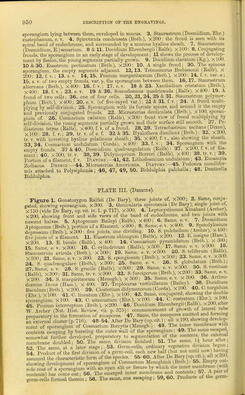 sporangium lying between them, enveloped in mucus. 3. Staurastrum (Desmidium, Ehr.) eustephanum, o. v. 4. Spirottcnia condeusata (Br6b.), x200: the frond is seen with its spiral band of endochrome, and surrounded by a mucous hyaline sheath. 7. Staurastrum (Desmidium, E.) senarium. 8 & 11. Docidium Ehrenbergii (Ralfs), X lUO: 8, Conjugating fronds, the sporangium in an early stage of development; 11 shows the process of develop- ment by fission, the young segments partially grown. 9. Docidium clavatum (Kg.), X 100. 10&30. Euastrum pectiuatum (Br6b.), x200: 10. A smgle frond; 30. The spinous sporangium, tlie empty segments adjacent. 12,13, Tetmemorus Brebissonii (Eall's), x 200: 12. f. V.; 13. s. v. 14,15. Penium margaritaceimi (Breb.), x200: 14. f. v. var. a ; 15. s. V. of two empty fronds, var. y, the sporangium between them. 16, 17. Staurastrum alternans (Br6b.), x400: 16. f. v.; 17. e. v. 18 & 23. Xanthidium cristatum (Breb.), X400: 18. f. v.; 23. e. v. 19 & 36. Scenodesmus quadi-icauda (Ealfs), X400: 19. A frond of two cells; 36. one of four cells. 20, 21, 24, 25 & 31. Staurastrum polymor- phum (Br6b.), X400 ; 20. e. v. (of five-rayed var.); 21 & 31. f.v.; 24. A frond multi- plying by self-division; 25. Sporangium with its furcate spines, and around it the empty and previously conjugated fronds. 22. Micraaterias denticulata (Breb.), xlOO, sporan- gium of. 26. Cosmarium cselatum (Ealfs), x300: front view of frond multiplying by self-division, the yomig segments partially grown and their surface still smooth. 27. Pe- diastrum tetras (Ealfs), x400, f.v. of a frond. 28, 29. Tetrachastrum oscitans (Dixon), XlOO: 28. f. v.; 29. tr. v. of e. f. 32 & 35. Hyalotheca dissihens (Breb.): 32. x200, tr. V. with investing hyaline gelatinous sheath; 35. X400, f.v., also showing the sheath. 33,34. Cosmarium undulatum (Corda), x400 : 33. f. v.; 34. Sporangium with the empty fi-onds. 37 & 40. Desmidium qtiadrangulatum (Ealfs): 37. X200, f v. of fila- ment; 40. x300, tr.v. 38,39. Didymoprium Borrej-i (Ealfs), x400 : 38. tr.v.; 39. Portion of a filament, f. v. Diatoms :—41, 42. Lithodesmium undulatum ; 43. Eucampia Zodiacus. Desmid :—44. Micrasterias Americana. Diatoms :—45. Podosu-a momlifor- mis attached to Polysiphonia; 46, 47, 49, 50. Biddulphia pulcheUa; 48. Denticella Biddulphia. PLATE III. (Desmids), Figure 1. Gonatozygon Ealfsii (De Bary), three joints of, x30G; 2. Same, conju- gated, showing sporangium, x300. 3. Genicularia spbotiEnia (De Bary), smgle joint of, X150 (vide De Bary, op. cit. iv. 1. p. 717), X300. 4. Leptocystinema Kinaham (Archer), X200, showing front and side views of the band of eudoclirome, and Uvo joints with nascent halves. 5. Aptogonum BaUeyi (Ealfs), X400; 6. Same, e. v. 7. Desmidium Aptogonum (Breb.), portion of a filament, x400 ; 8. Same, e. v. x400. 9. Spondylosium depressum (Breb.), x300: five joints, one dividing. 10. S. pulchelluni (Archer), X450: five iomts of a filament. 11. Euastrum oblongum (Ealfs), x200. 12. E. msigne (Hass ), X200. 13. E. binale (Ealfs), X 400. 14. Cosmai-ium pyramidatum (Br6b.), X dOU; 15. Same, e. v. x300. 16. C. cylindi-icum (Ealfs), X3G0; 17. Same, e. v. x30O 18. Staurastrum avicula (Breb.), X 300; 19. Same, e. v. x300. 20. S. tehferum (Ealfe), X300; 21. Same, e.v. X300. 22. S. spongiosum (Br6b.), x300; 23. Same, e.v. X300. 24. S. quadrangulare (Br6b.), x300; 25. Same, e. v. 26. S. globulatum (Breb.); 27. Same, e.v. 28. S. gracUe (Ealfs), X300; 29. Same, e.v. x300 30. S vestitum (Ealfs), X300 ; 31. Same, tr.v. x300. 32. S. furcigerum (Br6b.), X^OO; 33. Same, e.v. X200. 34. S. margai-itaceum (Menegh.), X 300; 35. Same, e.v. X 300. 36 Arthro- desmus Incus (Hass.), X 400. 37. Ti-iploceras verticiUatum (^aile.v). 38. Docidium Baculum(Br6b.), x200. 39. Closterium didymotocmn (Corda), XlOO. 40. C. turgiclum (Ehr.), X100. 41. C. Uneatum (Ehr.), X100; 42. Same, conjugated, showiiig the double sporangium, XlOO. 43. C. attenuatum (Ehr.), XlOO. 44. C. rostratmii (Elu-.), X100. 45. Penium interruptum (Brdb.), x200. 46. Docidium Ehi-enbergn(EaKs), X 200, alter W Archer (Nat. Hist. Eeview, vii. p. 375): commencement of growth of lateral tube Drewaratory to the formation of zoospores. 47. Same, the zoospores emitted and lormmg in external cluster (p. 716). 48-54. After De Bary (op. cit.) ; all X190, showing develop- ment of sporangium of Cosmarium Botrytis (Menegh.): 48. The uiner membrane witli contents escaping by bursting the outer wall of the sporangium; 49. The same escaped somewhat fiu'ther developed, preparatory to segmentation of the contents the external membrane doubled; 50. The same, division finished; 51. The same, H how alter; 52 The same, at a later stage; 53. Germ-cells, ordinary vegetative division begun; 54 Product of the first division of a gcrm-ceU, each new half (but not until now) havmg assumed the characteristic fom of the species. 55-60 After De Bary (oi^*.), aU X0, showing development of sporangium ol Cosmarium Meueghimi (Breb.): 55. JLmpty out- side coft of a sporangium with an open slit or fissure by which the inner ^e^f g^^^ contents) has come out; 56. The emerged inner membrane and <=°t«»t^' germ-cells formed therein ; 58. The same, one escaping; 59, 60. Products of Uie germ