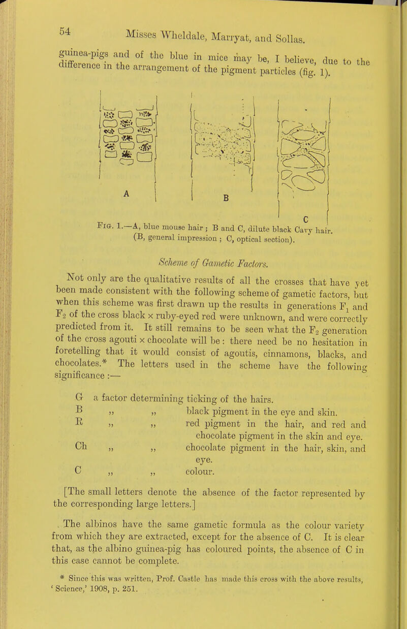 guinea-pigs and of the blue in mice may be, I believe, due to the difference in the arrangement of the pigment particles (fig. 1). •■•v'lv',v:-.iJ B Fig. 1.—a, blue mouse hair; B and C, dilute black Oavy hair. (B, general impression ; C, optical section). Scheme of Gametic Factors. Not only are the qualitative results of all the crosses that have jet been made consistent with the following scheme of gametic factors, but when this scheme was first drawn up the results in generations Fj and F2 of the cross black x ruby-eyed red were unknown, and were correctly predicted from it. It still remains to be seen what the F2 generation of the cross agouti x chocolate will be: there need be no hesitation in foretelling that it would consist of agoutis, cinnamons, blacks, and chocolates.* The letters used in the scheme have the following significance :— G B E Ch c a factor determining ticking of the hairs. )> ,» black pigment in the eye and skin. J) M red ijigment in the hair, and red and chocolate pigment in the skin and eye. » „ chocolate pigment in the hair, skin, and eye. „ „ colour. [The small letters denote the absence of the factor represented by the corresponding large letters.] . The albinos have the same gametic formula as the colour variety from which they are extracted, except for the absence of C. It is clear that, as the albino guinea-pig has coloured points, the absence of C in this case cannot be comjjlete. * Since this was written. Prof. Castle has made this cross with the above results, 'Science,' 1908, p. 251.