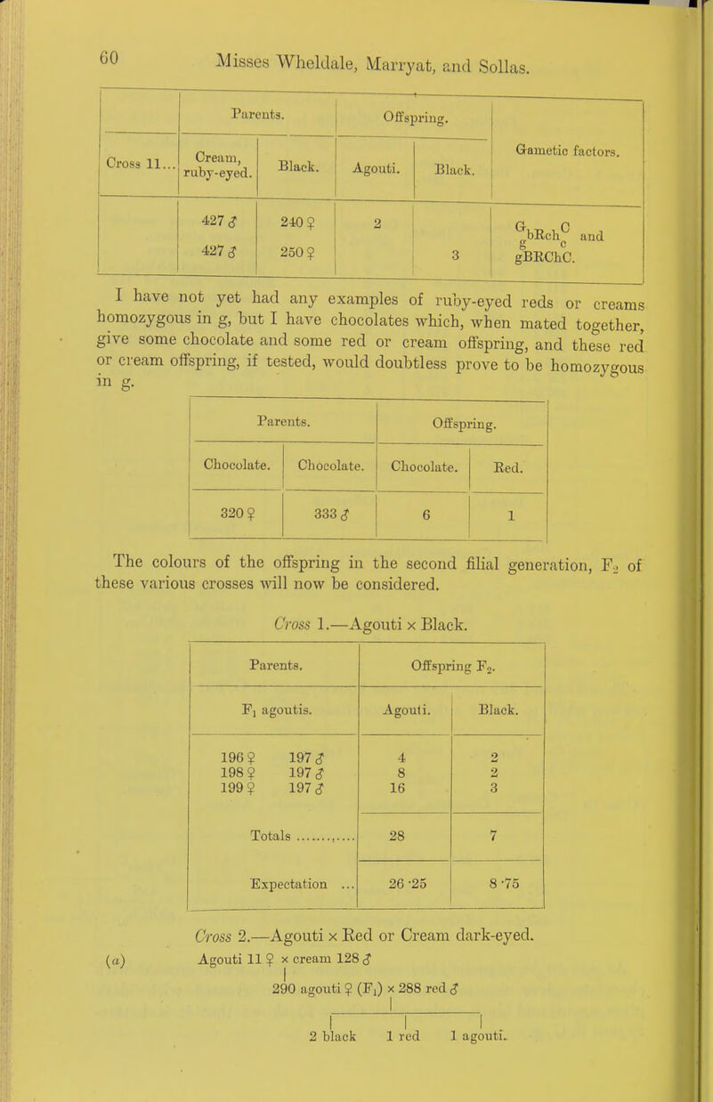 Parents. Offspring. Cross 11... Cream, ruby-eyed. Black. Agouti. Black. Gametic factors. 427 <? 427 ^ 240? 250? 2 3 ^bRcli^ and g c gBRCLC. I have not yet had any examples of ruby-eyed reds or creams homozygous in g, but I have chocolates which, when mated together, give some chocolate and some red or cream offspring, and these red or cream offspring, if tested, would doubtless prove to be homozygous in g. Parents. Offspring. Chocolate. Chocolate. Chocolate. Bed. 320? 333^ 6 1 The colours of the offspring in the second filial generation, Fo of these various crosses Avill now be considered. Cross 1.—Agouti x Black. Parents. Offs^jring Fo. Fj agoutis. Agouti. Black. 196 ? 197 <? 4 2 198 ? 197 S 8 2 199 ? 197 <? 16 3 Totals Expectation ... 28 7 26 -25 8-75 Cross 2.—Agouti x Eed or Cream dark-eyed. («) Agouti 11 ? X cream 128 290 agouti ? (Fj) x 288 red ^ I \ I .