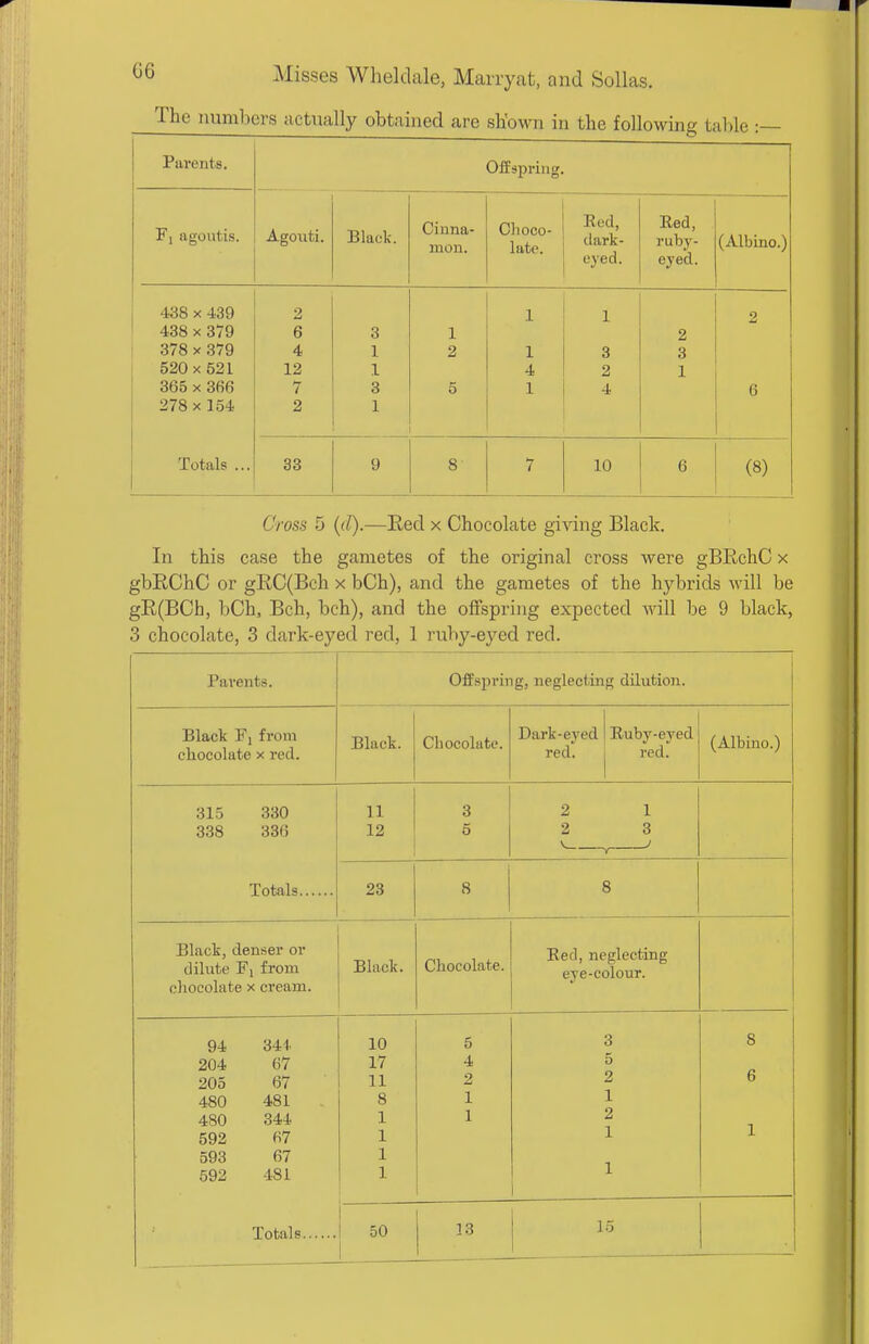 The numbers actually obtained are sh'own in the following tal)le :— Parents. Offspring. Fi agoutis. Agoxiti. Black. Cinna- mon. Olioco- late. Red, tlark- eyed. Red, ruby- eyed. (Albino.) 438 X 439 438 X 379 378 X 379 365 X 366 278x 154 2 6 4 7 2 3 1 1 3 1 1 2 5 1 1 4 1 1 3 2 4 2 3 1 2 6 Totals ... 33 9 8 7 10 6 (8) Cross 5 ((/).—Eed x Chocolate giving Black. In this case the gametes of the original cross were gBRchC x gbEChC or gRC(Bch x bCh), and the gametes of the hybrids will be gR(BCh, bCh, Bch, bch), and the offspring expected -sAdll be 9 black, 3 chocolate, 3 dark-eyed red, 1 ruby-eyed red. Parents. Offspring, neglecting dilution. Black Fi from chocolate x red. Black. Chocolate. Dark-eyed red. Ruby-eyed red. (Albino.) 315 330 338 336 Totals 11 12 3 5 2 1 2 3 V , ' 23 8 8 Black, denser or dilute Fi from chocolate x cream. Black. Chocolate. Eed, neglecting eye-colour. 94 34i 204 67 205 67 480 481 480 344 592 67 593 67 592 481 Totals 10 17 11 8 1 1 1 1 5 4 2 1 1 3 5 2 1 2 1 1 8 6 1 50 13 15