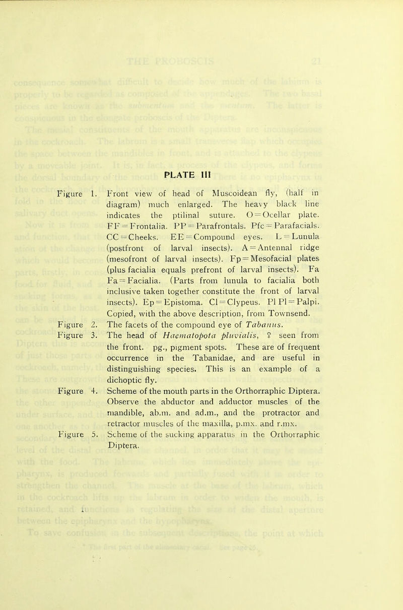 Figure 1. Front view of head of Muscoidean fly, (half m diagram) much enlarged. The heavy black line indicates the ptilinal suture. 0 = Ocellar plate. FF = Frontalia. PP = Parafrontals. Pfc = Parafacials. CC = Cheeks. EE = Compound eyes. L = Lunula (postfront of larval insects). A = Antennal ridge (mesofront of larval insects). Fp = Mesofacial plates (plus facialia equals prefront of larval insects). Fa Fa = Facialia. (Parts from lunula to facialia both inclusive taken together constitute the front of larval insects). Ep = Epistoma. Cl = Clypeus. PI PI = Palpi. Copied, with the above description, from Townsend. Figure 2. The facets of the compound eye of Tabamis. Figure 3. The head of Haeinatopota pluvialis, 2 seen from the front, pg., pigment spots. These are of frequent occurrence in the Tabanidae, and are useful in distinguishing species. This is an exam.ple of a dichoptic fly. Figure 4. Scheme of the mouth parts in the Orthorraphic Diptera. Observe the abductor and adductor muscles of the mandible, ab.m. and ad.m., and the protractor and retractor muscles of the maxilla, p.mx. and r.mx. Figure 5. Scheme of the sucking apparatus in the Orthorraphic Diptera.