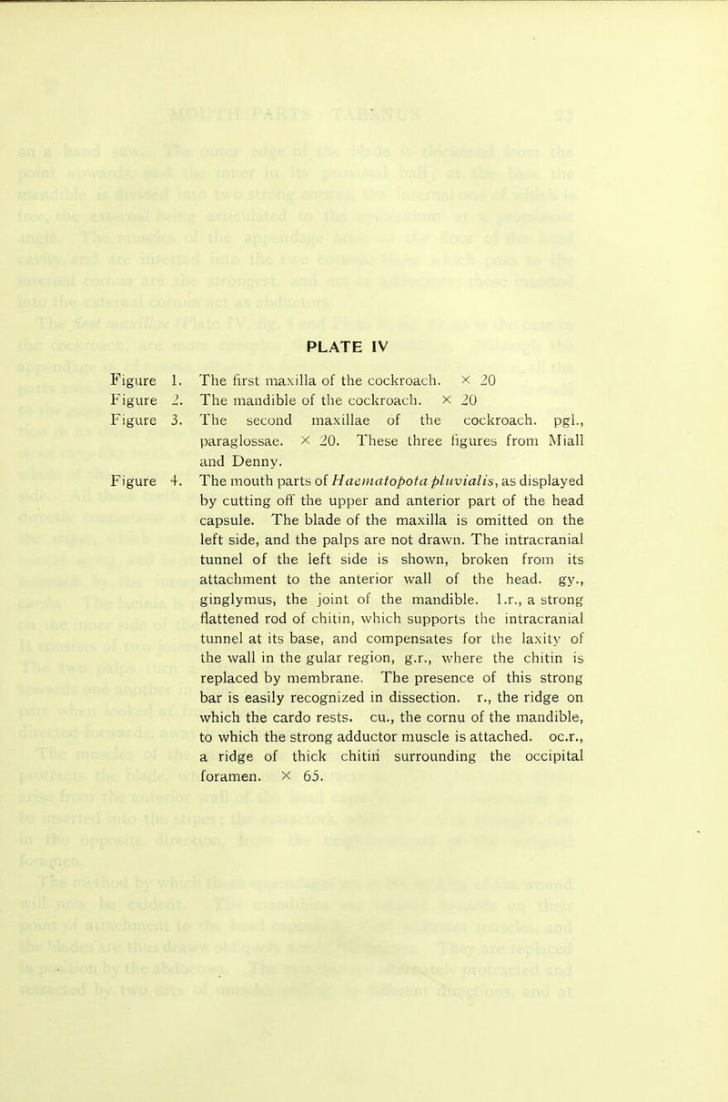Figure 1. The first maxilla of the cockroach, x 20 Figure 2. The mandible of the cockroach, x 20 Figure 3. The second maxillae of the cockroach, pgi., paraglossae. X 20. These three figures from Miall and Denny. Figure 4. The mouth parts of Haeinatopota pluvialis, as displayed by cutting off the upper and anterior part of the head capsule. The blade of the maxilla is omitted on the left side, and the palps are not drawn. The intracranial tunnel of the left side is shown, broken from its attachment to the anterior wall of the head, gy., ginglymus, the joint of the mandible, l.r., a strong flattened rod of chitin, which supports the intracranial tunnel at its base, and compensates for the laxity of the wall in the gular region, g.r., where the chitin is replaced by membrane. The presence of this strong bar is easily recognized in dissection, r., the ridge on which the cardo rests, cu., the cornu of the mandible, to which the strong adductor muscle is attached, oc.r., a ridge of thick chitin surrounding the occipital foramen, x 65.