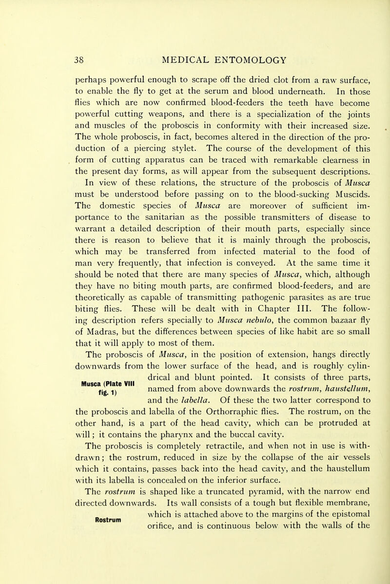 perhaps powerful enough to scrape off the dried clot from a raw surface, to enable the fly to get at the serum and blood underneath. In those flies which are now confirmed blood-feeders the teeth have become powerful cutting weapons, and there is a specialization of the joints and muscles of the proboscis in conformity with their increased size. The whole proboscis, in fact, becomes altered in the direction of the pro- duction of a piercing stylet. The course of the development of this form of cutting apparatus can be traced with remarkable clearness in the present day forms, as will appear from the subsequent descriptions. In view of these relations, the structure of the proboscis of Musca must be understood before passing on to the blood-sucking Muscids. The domestic species of Musca are moreover of sufficient im- portance to the sanitarian as the possible transmitters of disease to warrant a detailed description of their mouth parts, especially since there is reason to believe that it is mainly through the proboscis, which may be transferred from infected material to the food of man very frequently, that infection is conveyed. At the same time it should be noted that there are many species of Musca, which, although they have no biting mouth parts, are confirmed blood-feeders, and are theoretically as capable of transmitting pathogenic parasites as are true biting flies. These will be dealt with in Chapter III. The follow- ing description refers specially to Musca nebulo, the common bazaar fly of Madras, but the differences between species of like habit are so small that it will apply to most of them. The proboscis of Musca, in the position of extension, hangs directly downwards from the lower surface of the head, and is roughly cylin- drical and blunt pointed. It consists of three parts, MuscMPIate VIII j^a.med from above downwards the rostrum, haustellum, and the lahella. Of these the two latter correspond to the proboscis and labella of the Orthorraphic flies. The rostrum, on the other hand, is a part of the head cavity, which can be protruded at will; it contains the pharynx and the buccal cavity. The proboscis is completely retractile, and when not in use is with- drawn ; the rostrum, reduced in size by the collapse of the air vessels which it contains, passes back into the head cavity, and the haustellum with its labella is concealed on the inferior surface. The rostrum is shaped like a truncated pyramid, with the narrow end directed downwards. Its wall consists of a tough but flexible membrane, which is attached above to the margins of the epistomal Rostrum . , • l l n r u ormce, and is contmuous below with the walls or the