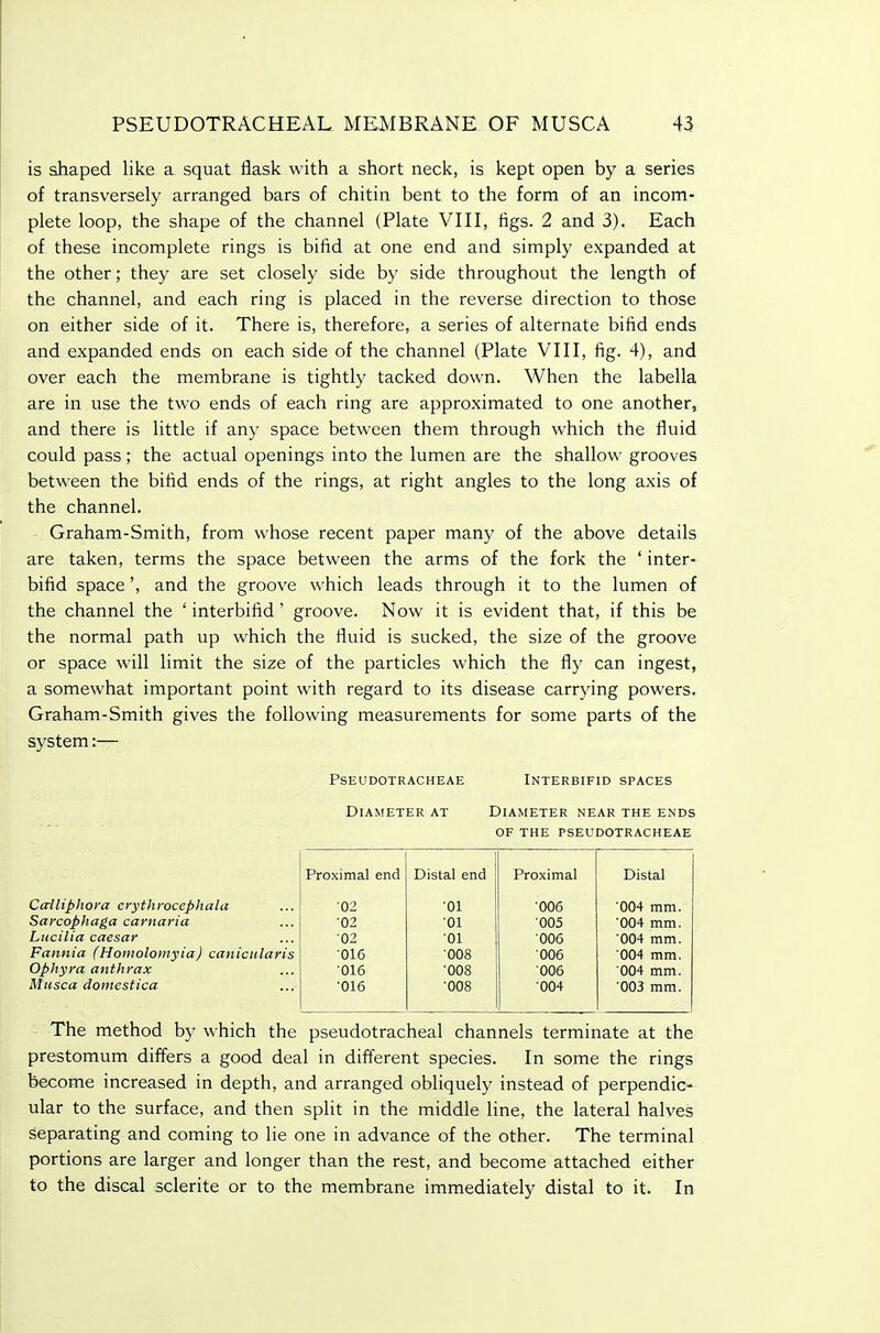 is shaped like a squat flask with a short neck, is kept open by a series of transversely arranged bars of chitin bent to the form of an incom- plete loop, the shape of the channel (Plate VIII, tigs. 2 and 3). Each of these incomplete rings is bifid at one end and simply expanded at the other; they are set closely side by side throughout the length of the channel, and each ring is placed in the reverse direction to those on either side of it. There is, therefore, a series of alternate bifid ends and expanded ends on each side of the channel (Plate VIII, fig. 4), and over each the membrane is tightly tacked down. When the labella are in use the two ends of each ring are approximated to one another, and there is little if any space between them through which the fluid could pass; the actual openings into the lumen are the shallow grooves between the bifid ends of the rings, at right angles to the long axis of the channel. Graham-Smith, from whose recent paper many of the above details are taken, terms the space between the arms of the fork the ' inter- bifid space', and the groove which leads through it to the lumen of the channel the ' interbifid ' groove. Now it is evident that, if this be the normal path up which the fluid is sucked, the size of the groove or space will limit the size of the particles which the fly can ingest, a somewhat important point with regard to its disease carrying powers. Graham-Smith gives the following measurements for some parts of the system :— pseudotracheae Diameter at Interbifid spaces Diameter near the ends of the pseudotracheae Cailiphora crythrocephala Sarcophaga carnaria Lucilia caesar Faiinia (Homolomyia) canicularis Ophyra anthrax Musca domestica Proximal end Distal end Proximal Distal 02 •01 •006 •004 mm. ■02 01 ■005 ■004 mm. •02 01 006 •004 mm. ■016 008 006 004 mm. •016 ■008 006 004 mm. ■016 •008 •004 •003 mm. The method by which the pseudotracheal channels terminate at the prestomum differs a good deal in different species. In some the rings become increased in depth, and arranged obliquely instead of perpendic- ular to the surface, and then split in the middle line, the lateral halves separating and coming to lie one in advance of the other. The terminal portions are larger and longer than the rest, and become attached either to the discal sclerite or to the membrane immediately distal to it. In