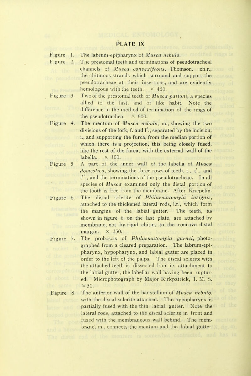 PLATE IX Figure 1. The labrum-epiphaiynx of Musca iiebulo. Figure 1. The prestomal teeth and terminations of pseudotracheal channels of Miisca convexifroiis, Thomson, ch.r., the chitinous strands which surround and support the pseudotracheae at their insertions, and are evidently homologous with the teeth. X 450. Figure 3. Two of the prestomal teeth of Musca pattoiii, a species allied to the last, and of like habit. Note the difference in the method of termination of the rings of the pseudotrachea. x 600. Figure 4. The mentum of Musca nebiilo, m., showing the two divisions of the fork, f. and f'., separated by the incision, i., and supporting the furca, from the median portion of which there is a projection, this being closely fused, like the rest of the furca, with the external wall of the labella. x ICQ. Figure 5. A part of the inner wall of the labella of Musca domcstica, showing the three rows of teeth, t., t'., and t., and the terminations of the pseudotracheae. In all species of Musca examined only the distal portion of the tooth is free from the membrane. After Kra'pelin. Figure 6. The discal sclerite of Philaeniatornyia iiisignis, attached to the thickened lateral rods, l.r., which form the margins of the labial gutter. The teeth, as shown in figure 8 on the last plate, are attached by membrane, not by rigid chitin, to the concave distal margin, x 250. Figure 7. The proboscis of Philaematoinyia guniei, photo- graphed from a cleared preparation. The labrum-epi- pharynx, hypopharynx, and labial gutter are placed in order to the left of the palps. The discal sclerite with the attached teeth is dissected from its attachment to the labial gutter, the labellar wall having been ruptur- ed. Microphotograph by Major Kirkpatrick, I. M. S. X30. Figure 8. The anterior wall of the haustellum of Musca nebula, with the discal sclerite attached. The hypopharynx is partially fused with the thin labial gutter. Note the lateral rods, attached to the discal sclerite m front and fused with the membraneous wall behind. The mem- brane, m., connects the mentum and the labial gutter.