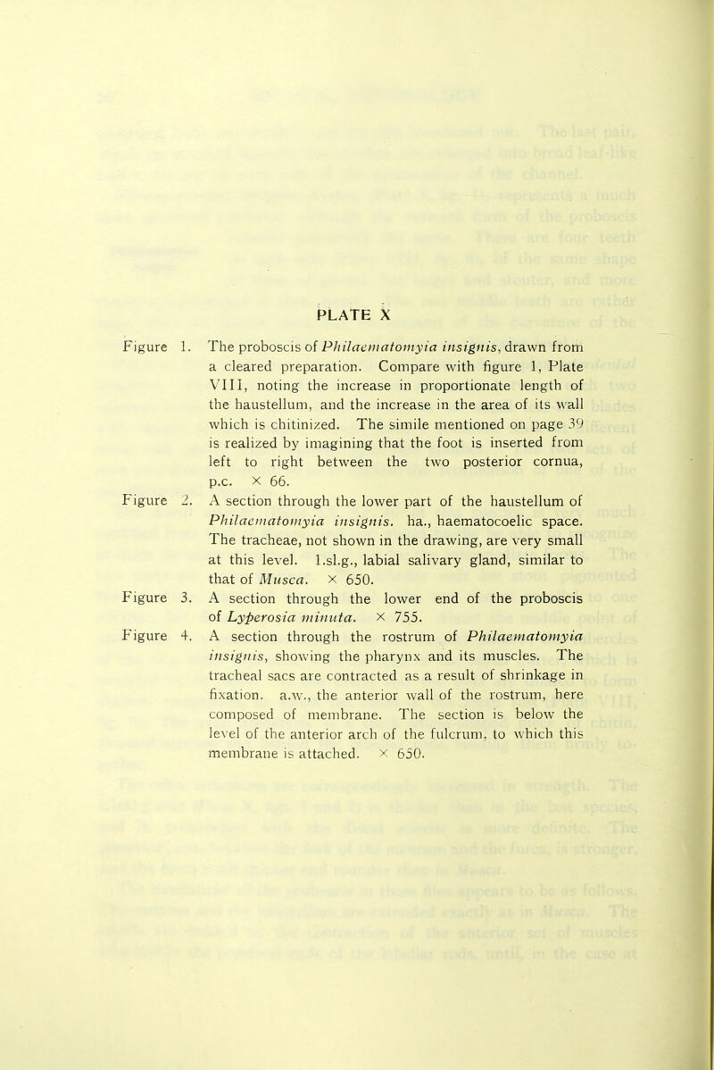 Figure 1. The proboscis of Philaeniatoinyia insignis, drawn from a cleared preparation. Compare with figure 1, Plate VIII, noting the increase in proportionate length of the haustellum, and the increase in the area of its wall which is chitinized. The simile mentioned on page 39 is realized by imagining that the foot is inserted from left to right between the two posterior cornua, P.O. X 66. Figure 2. A section through the lower part of the haustellum of Philaematoiiiyia insignis. ha., haematocoelic space. The tracheae, not shown in the drawing, are very small at this level, l.sl.g., labial salivary gland, similar to that of Musca. x 650. Figure 3. A section through the lower end of the proboscis of Lyperosia minuta. x 755. Figure 4. A section through the rostrum of Philaematomyia insignis, showing the pharynx and its muscles. The tracheal sacs are contracted as a result of shrinkage in fixation, a.w., the anterior wall of the rostrum, here composed of membrane. The section is below the level of the anterior arch of the fulcrum, to which this membrane is attached, x 650.