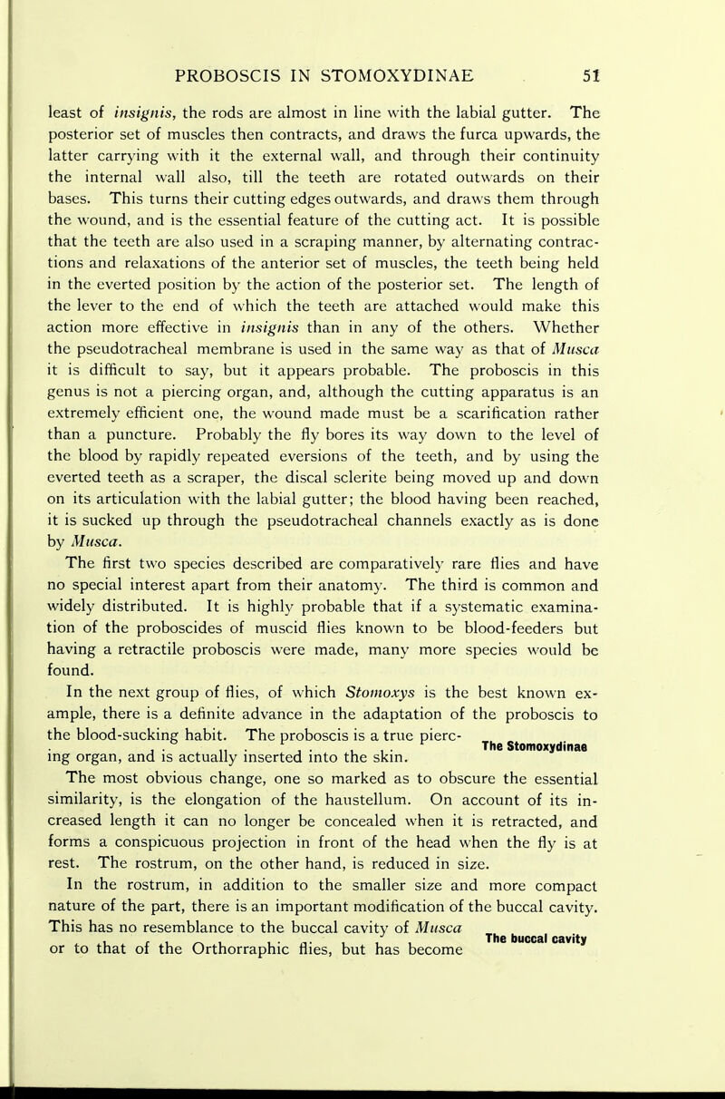 least of insignis, the rods are almost in line with the labial gutter. The posterior set of muscles then contracts, and draws the furca upwards, the latter carrying with it the external wall, and through their continuity the internal wall also, till the teeth are rotated outwards on their bases. This turns their cutting edges outwards, and draws them through the wound, and is the essential feature of the cutting act. It is possible that the teeth are also used in a scraping manner, by alternating contrac- tions and relaxations of the anterior set of muscles, the teeth being held in the everted position by the action of the posterior set. The length of the lever to the end of which the teeth are attached would make this action more effective in insignis than in any of the others. Whether the pseudotracheal membrane is used in the same way as that of Miisca it is difficult to say, but it appears probable. The proboscis in this genus is not a piercing organ, and, although the cutting apparatus is an extremely efficient one, the wound made must be a scarification rather than a puncture. Probably the fly bores its way down to the level of the blood by rapidly repeated eversions of the teeth, and by using the everted teeth as a scraper, the discal sclerite being moved up and down on its articulation with the labial gutter; the blood having been reached, it is sucked up through the pseudotracheal channels exactly as is done by Musca. The first two species described are comparatively rare flies and have no special interest apart from their anatomy. The third is common and widely distributed. It is highly probable that if a systematic examina- tion of the proboscides of muscid flies known to be blood-feeders but having a retractile proboscis were made, many more species would be found. In the next group of flies, of which Stonioxys is the best known ex- ample, there is a definite advance in the adaptation of the proboscis to the blood-sucking habit. The proboscis is a true pierc- , . ... , . , , . The Stomoxydinae mg organ, and is actually mserted mto the skm. The most obvious change, one so marked as to obscure the essential similarity, is the elongation of the haustellum. On account of its in- creased length it can no longer be concealed when it is retracted, and forms a conspicuous projection in front of the head when the fly is at rest. The rostrum, on the other hand, is reduced in size. In the rostrum, in addition to the smaller size and more compact nature of the part, there is an important modification of the buccal cavity. This has no resemblance to the buccal cavity of Musca ^ . r .1 ^1 I • n- 1 1 , The buccal cavity or to that of the Orthorraphic flies, but has become