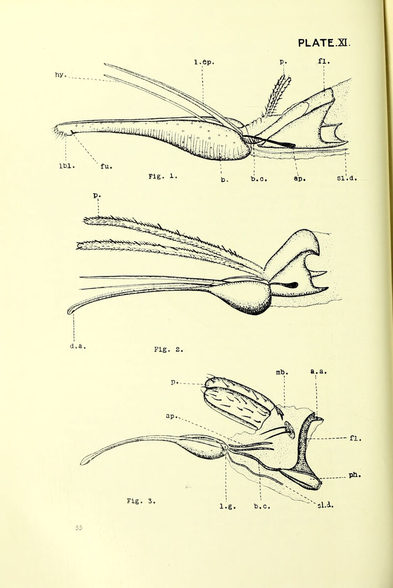 PLATE.SI.