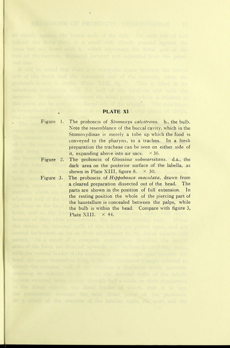 PLATE Xi Figure 1. The proboscis of Stomoxys calcitrans. b., the bulb. Note the resemblance of the buccal cavity, which in the Stomoxydinae is merely a tube up which the food is conveyed to the pharynx, to a trachea. In a fresh preparation the tracheae can be seen on either side of it, expanding above into air sacs, x 36. Figure 2. The proboscis of Glossina submorsitaiis. d.a., the dark area on the posterior surface of the labella, as shown in Plate XIII, figure 8. x 50. Figure 3. The proboscis of Hippobosca tnacitlata, drawn from a cleared preparation dissected out of the head. The parts are shown in the position of full extension. In the resting position the whole of the piercing part of the haustellum is concealed between the palps, while the bulb is within the head. Compare with figure 3, Plate XIII. X 44.